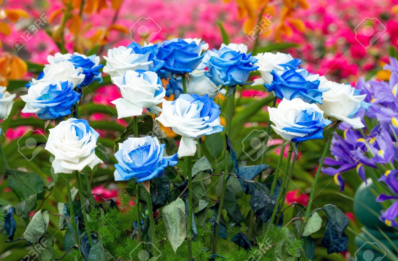 Bouquets De Fleurs Bleu Blanc Rose Décorées Dans Un Jardin De Fleurs