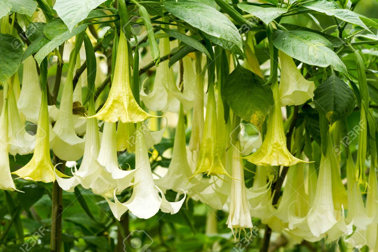 Many White Brugmansia Named Angels Trumpet Or Datura Flower Blossom Stock Photo Picture And Royalty Free Image Image 63725988