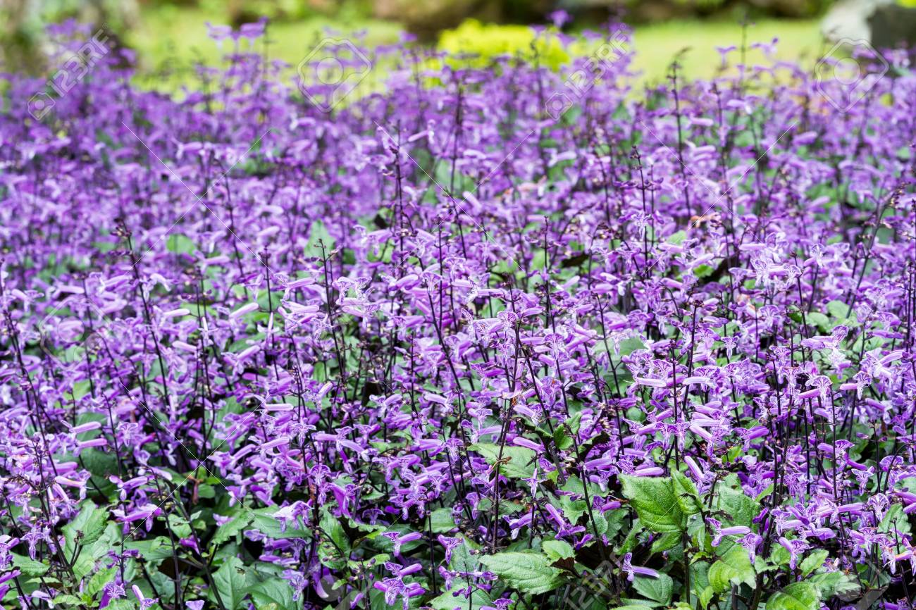 Many Of Small Purple And White Flowers Blooming In Flower Garden Stock Photo Picture And Royalty Free Image Image
