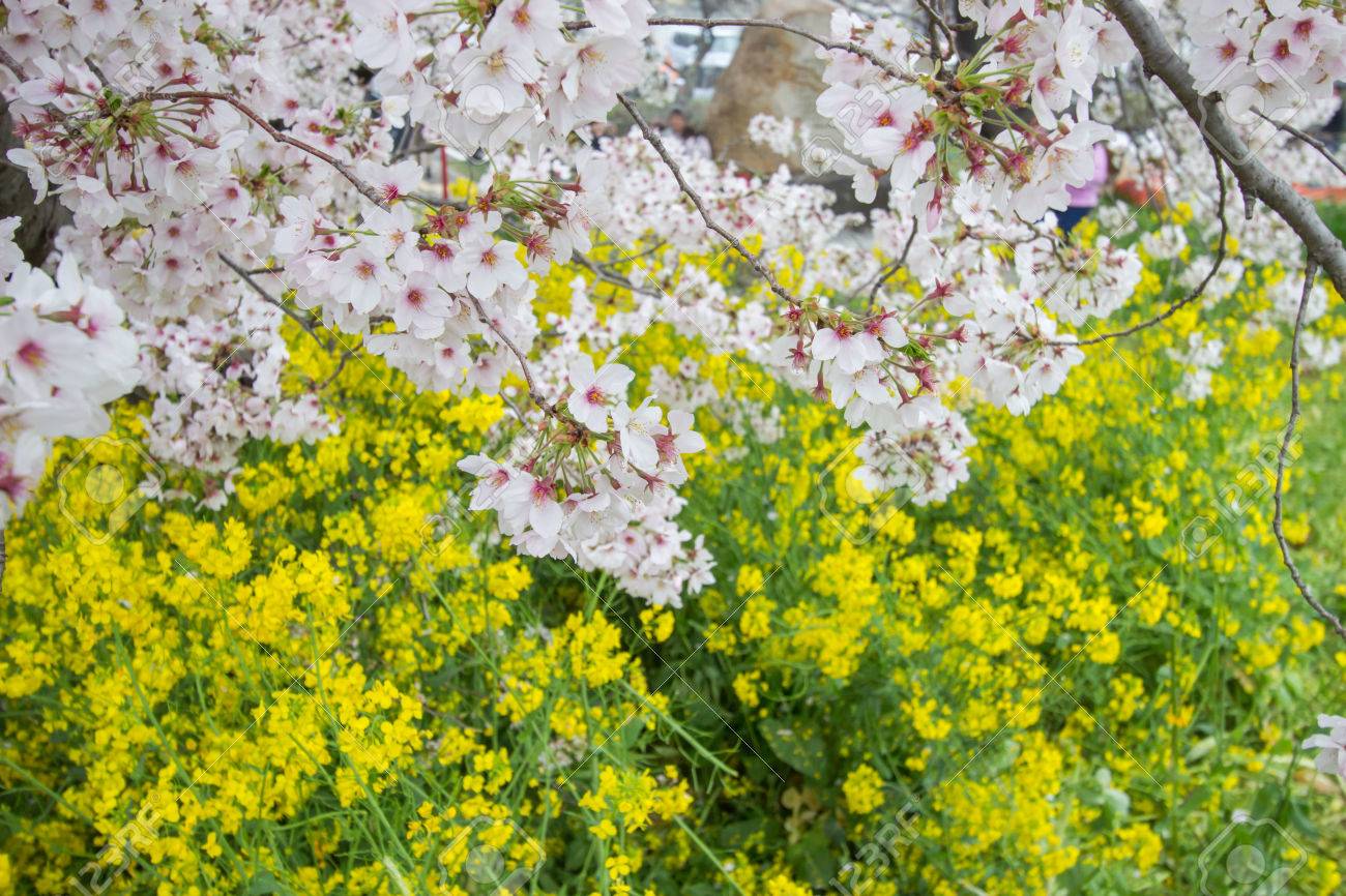 桜トンネルと熊谷荒川緑地公園 熊谷桜堤 として知られている Kumagaya Saitama Japan Also で黄色開花菜の花畑 の写真素材 画像素材 Image