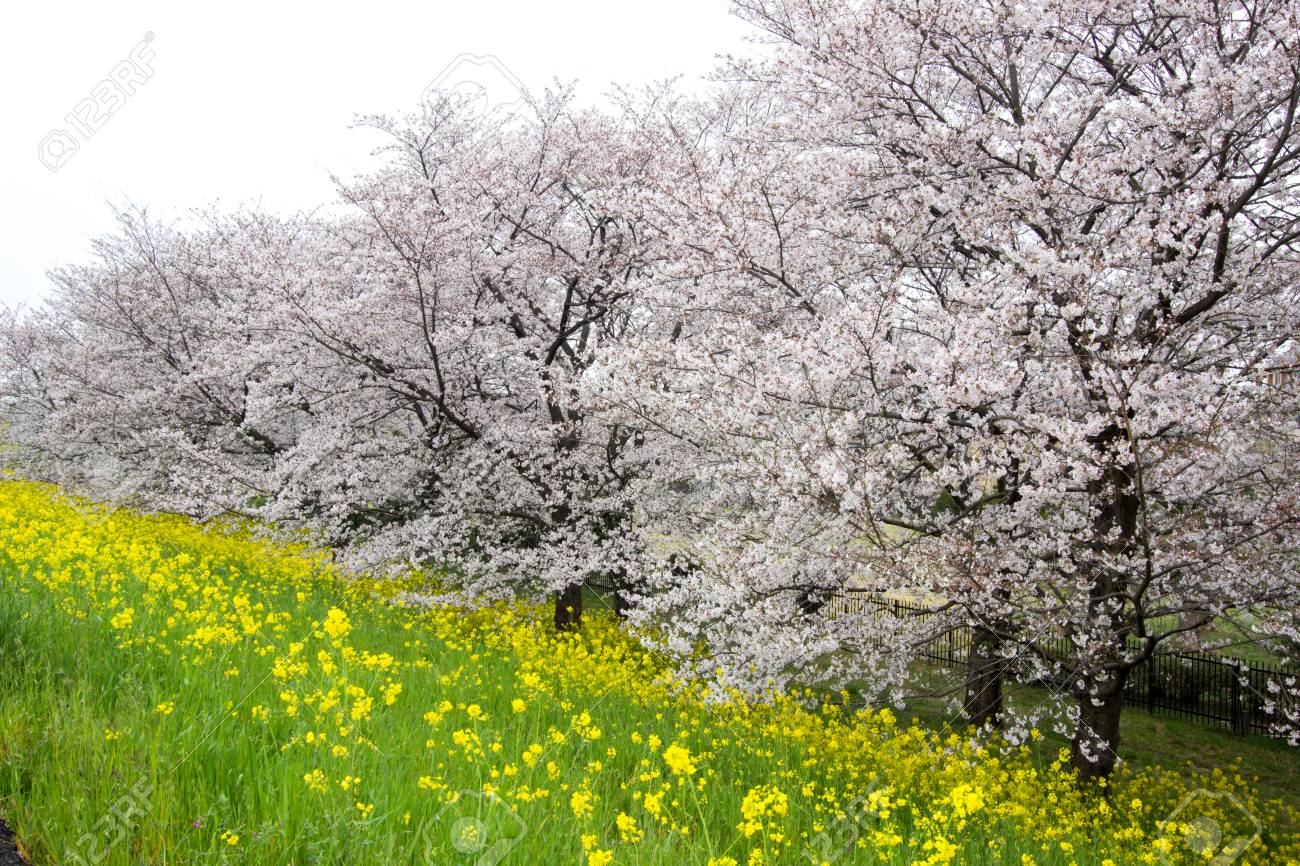 桜トンネルと熊谷荒川緑地公園 熊谷桜堤 として知られている Kumagaya Saitama Japan Also で黄色開花菜の花畑 の写真素材 画像素材 Image