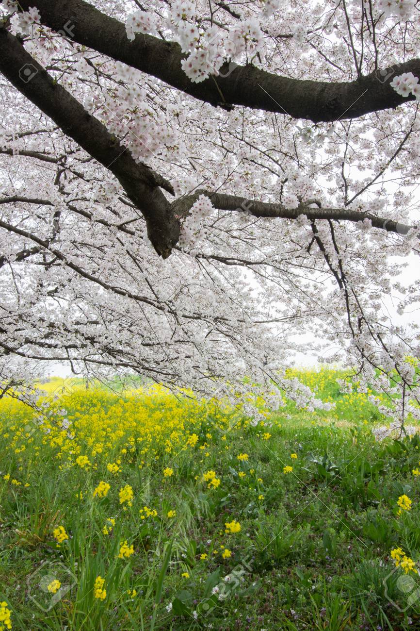 桜トンネルと熊谷荒川緑地公園 熊谷桜堤 として知られている Kumagaya Saitama Japan Also で黄色開花菜の花畑 の写真素材 画像素材 Image