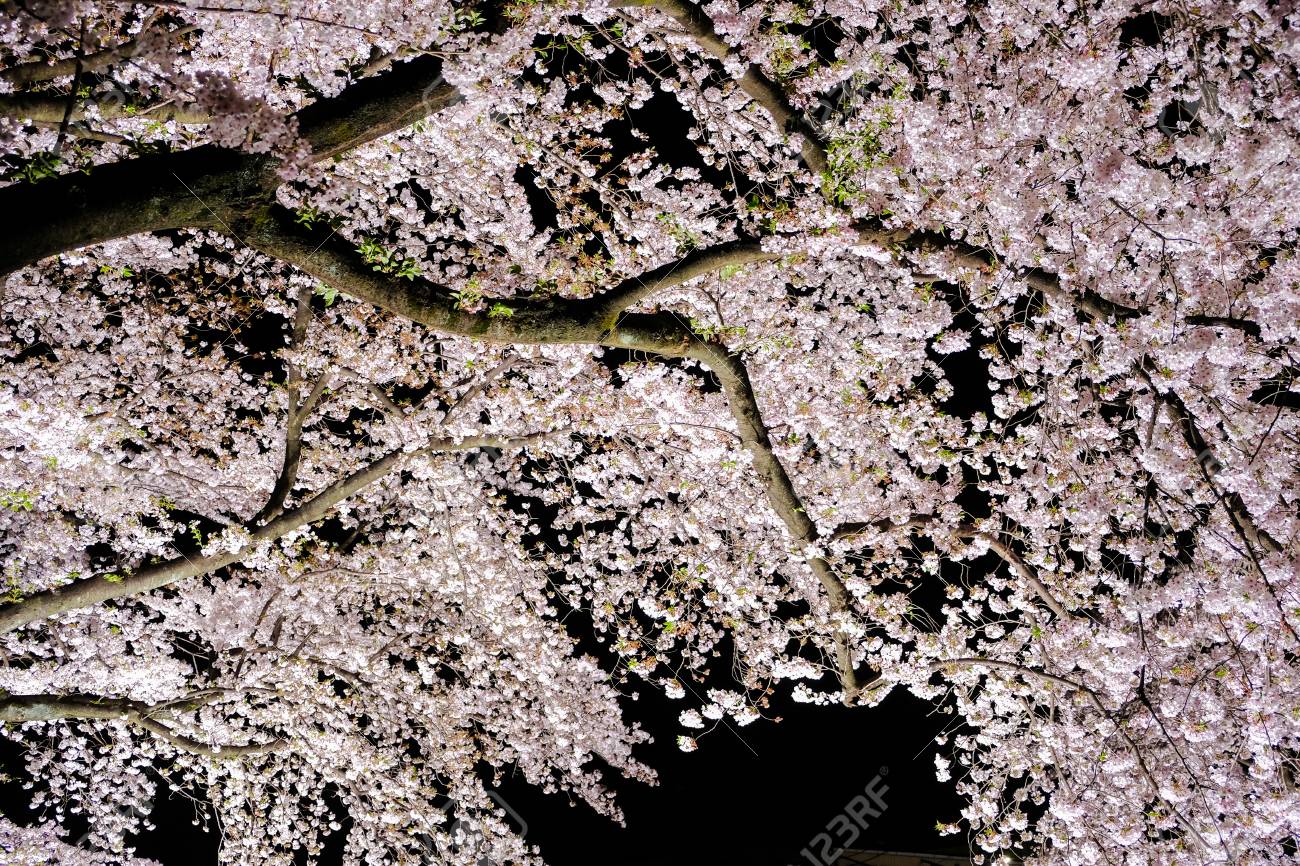 春 東京 調布市 野川川沿いにライトアップされた桜並木 Sazumachi の写真素材 画像素材 Image 春 東京 調布市 野川川沿いにライトアップされた桜並木 Sazumachi の写真素材 画像素材 Image