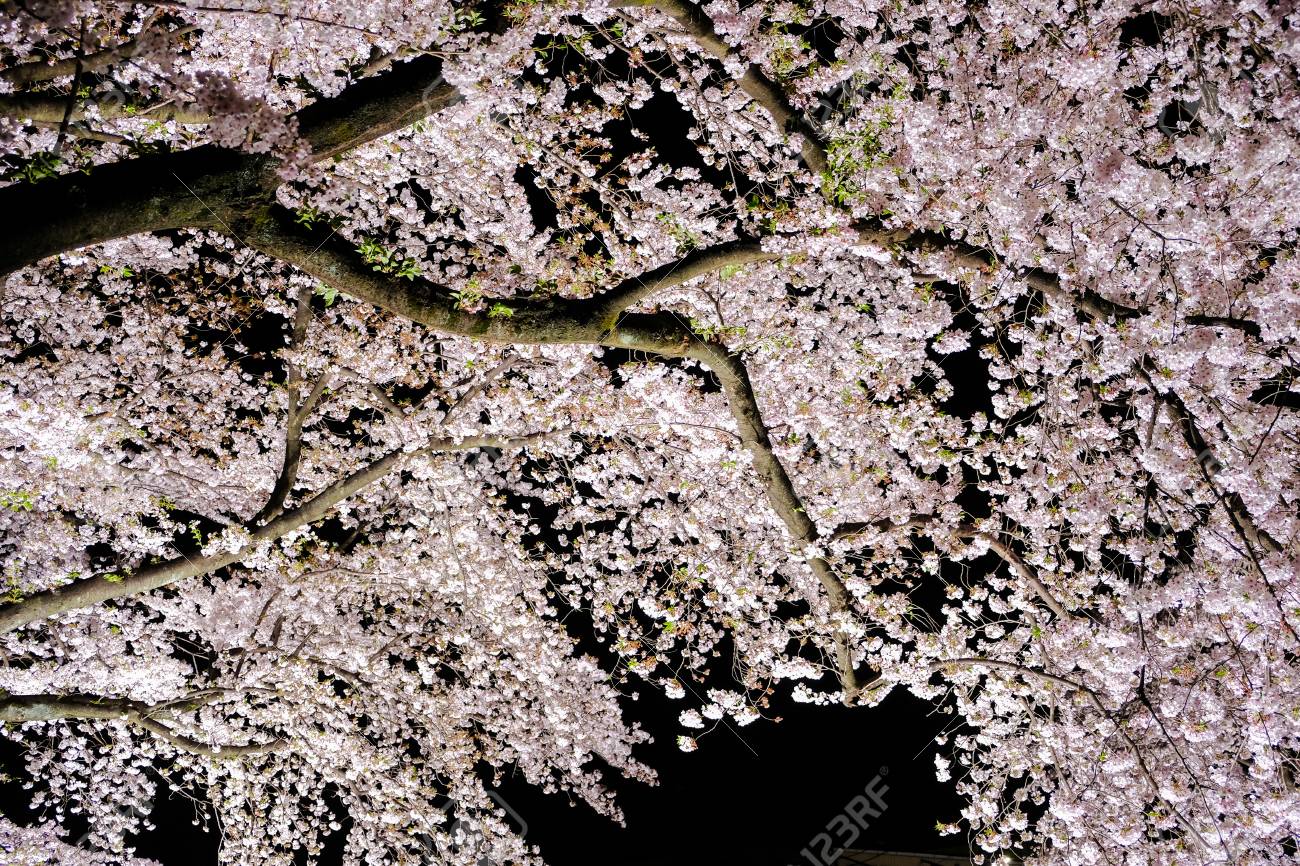 春 東京 調布市 野川川沿いにライトアップされた桜並木 Sazumachi の写真素材 画像素材 Image