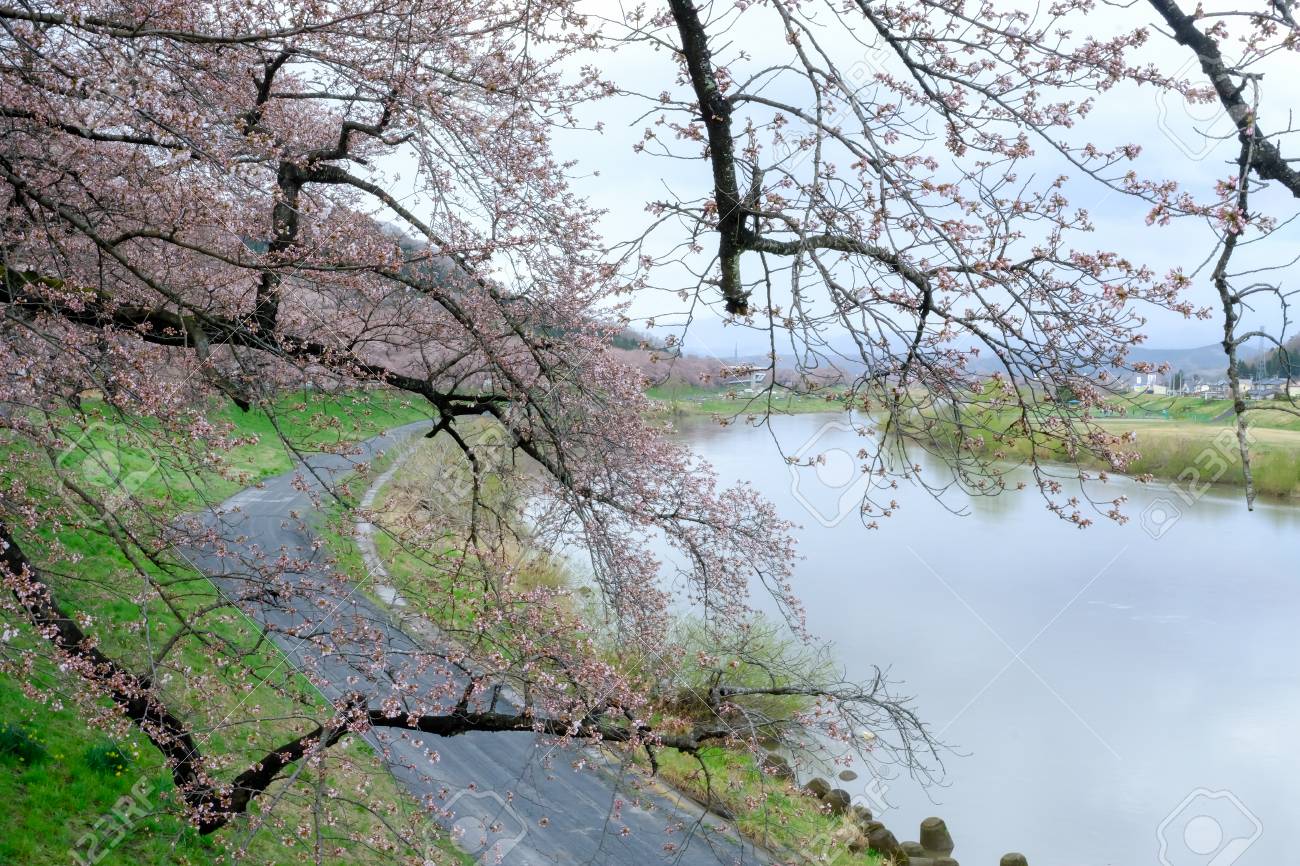 宮城県 東北 日本の春の白石川土手沿いの桜の木 このお花見スポットは 白石堤一目千本 と呼ばれる の写真素材 画像素材 Image 宮城県 東北 日本の春の白石川土手沿いの桜の木 このお花見スポットは 白石堤一目千本 と呼ばれる の写真素材 画像素材 Image