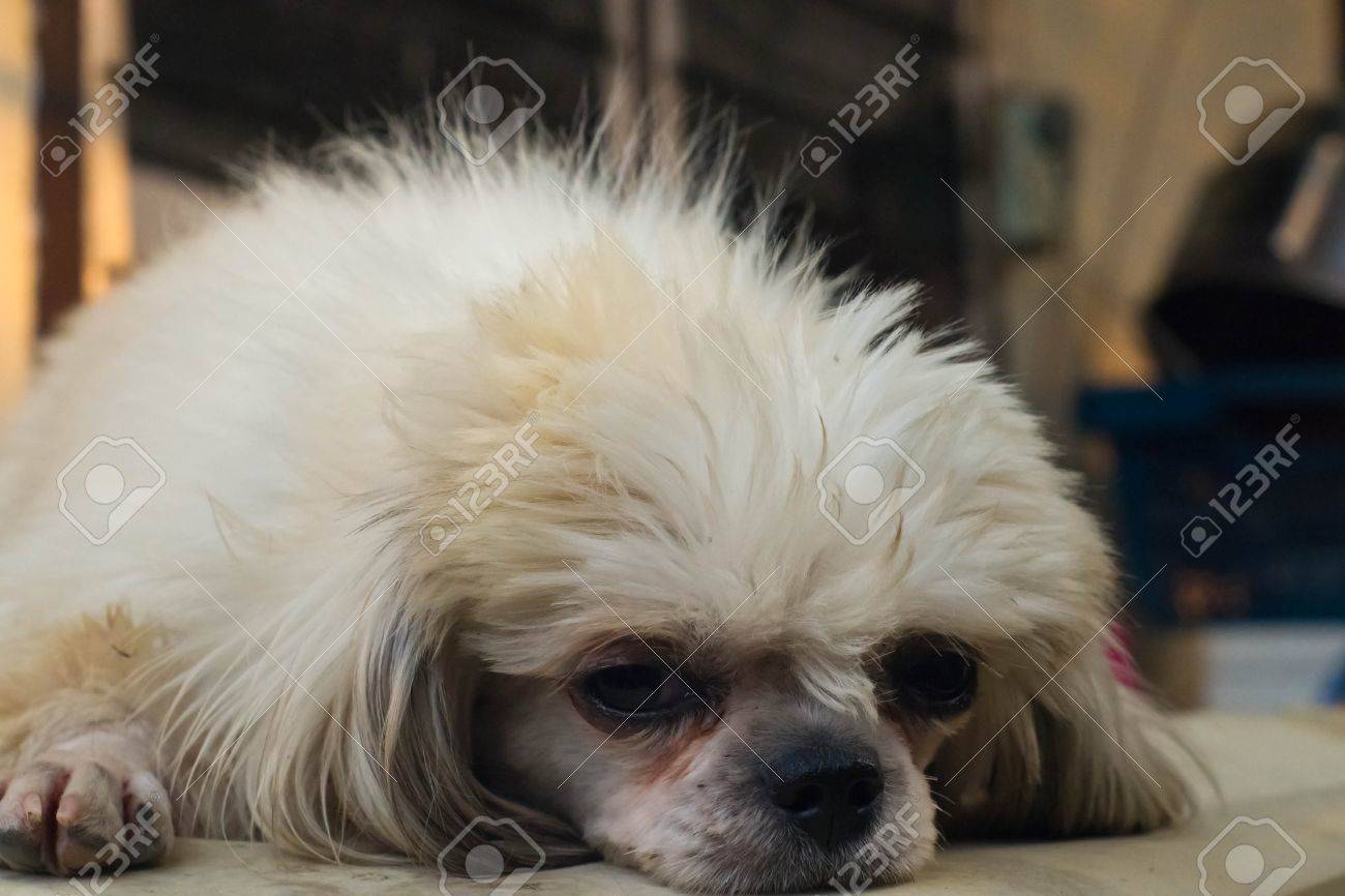 etiam-dictum-ipsum-a-felis