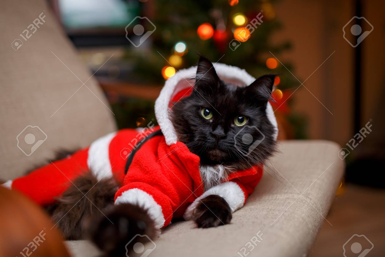 festive cat