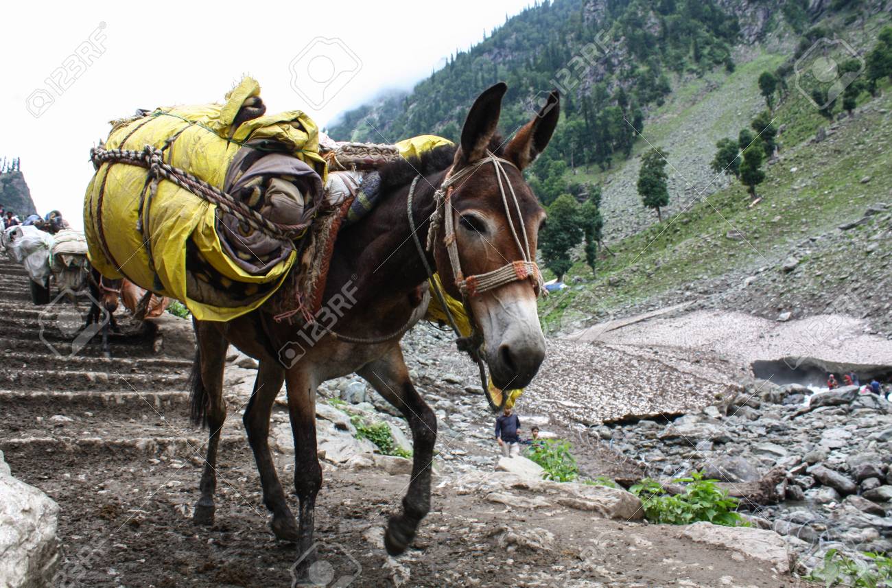 Donkey carrying heavy supplies and luggage on the mountain - 85405505 Donkey carrying heavy supplies and luggage on the mountain - 85405505