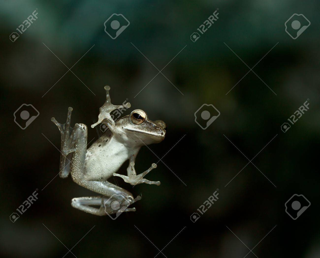 飛躍のカエル 【公式通販】