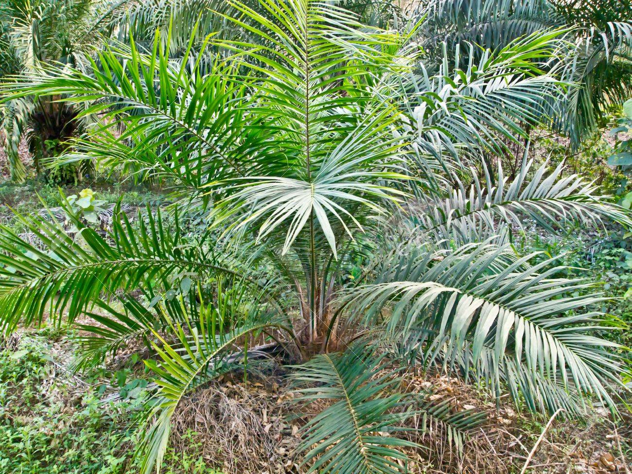 L Huile Pour Bebe Palmier Dans La Zone De Plantation Banque D Images Et Photos Libres De Droits Image L Huile Pour Bebe Palmier Dans La Zone De Plantation Banque D Images Et Photos Libres De Droits Image
