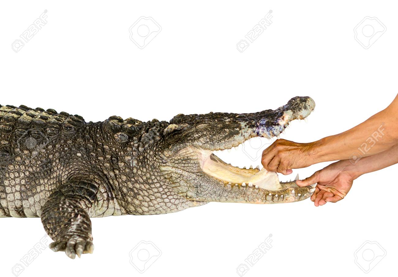 Hand Holding Tongue Of Crocodile On White Background Crocodile On
