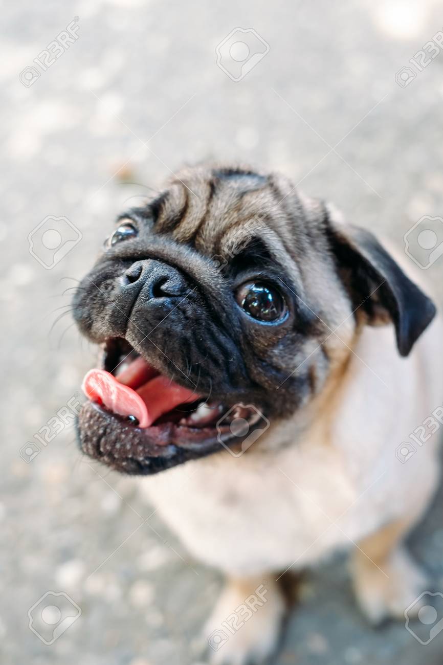 Bebe Pug Perro Pug Cara De Un Pug Lindo Fotos Retratos Imagenes Y Fotografia De Archivo Libres De Derecho Image