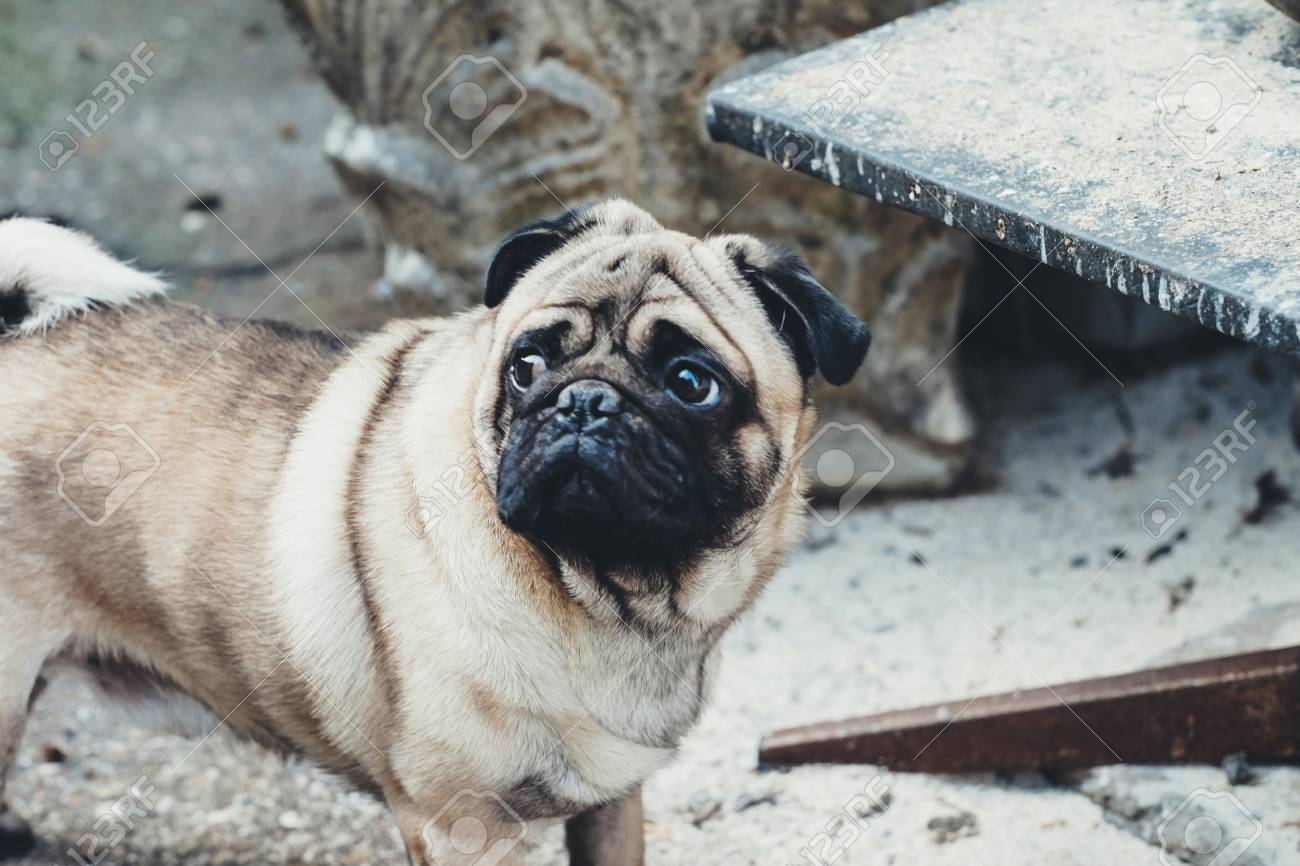 赤ちゃんパグのクロです 犬のパグ 非常にかわいいパグの顔をアップします の写真素材 画像素材 Image 7803