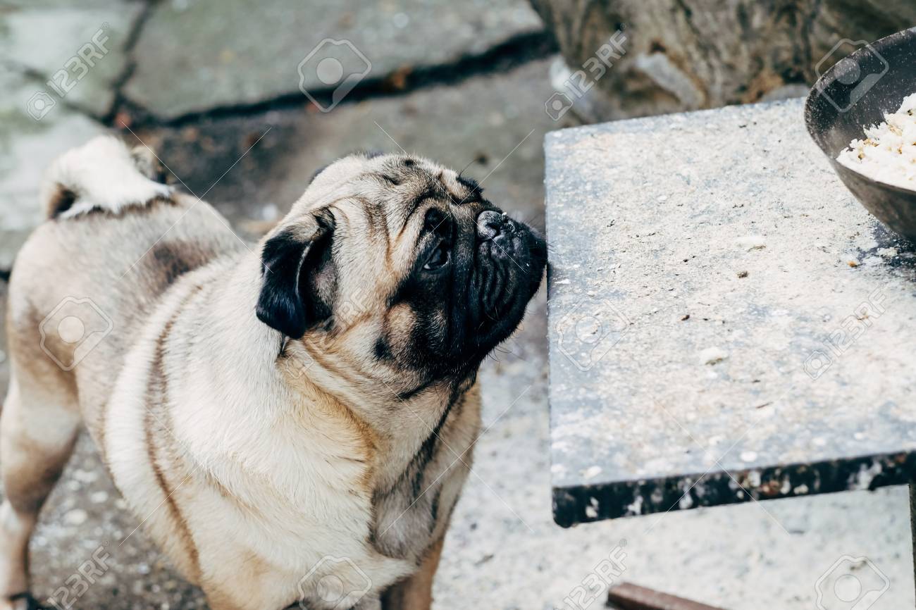 赤ちゃんパグのクロです 犬のパグ 非常にかわいいパグの顔をアップします の写真素材 画像素材 Image