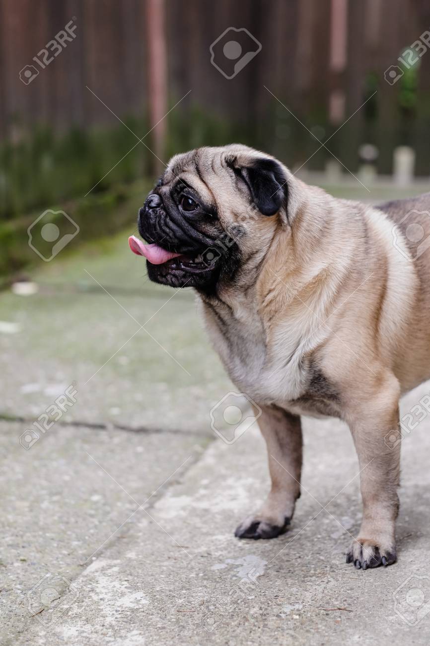 Bebe Pug Perro Pug Cerrar La Cara De Un Muy Lindo Pug Fotos Retratos Imagenes Y Fotografia De Archivo Libres De Derecho Image