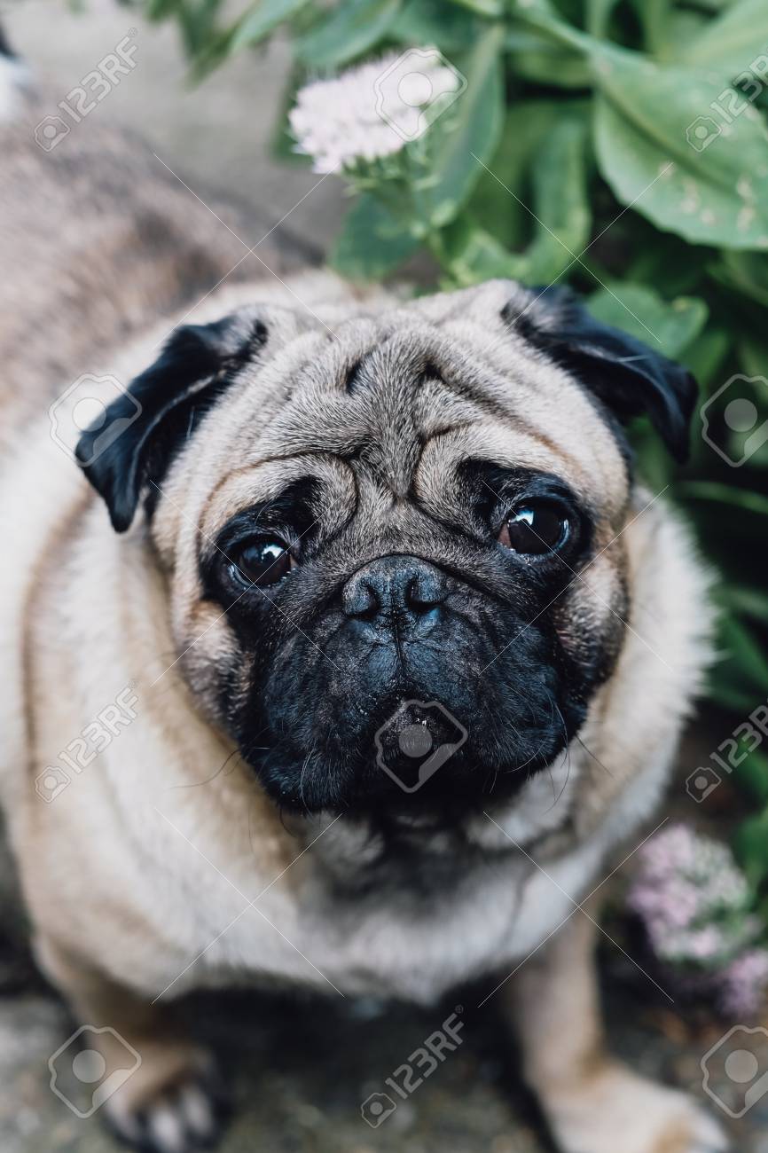Baby Pug Dog Pug Close Up Face Of A Very Cute Pug Stock Photo Picture And Royalty Free Image Image