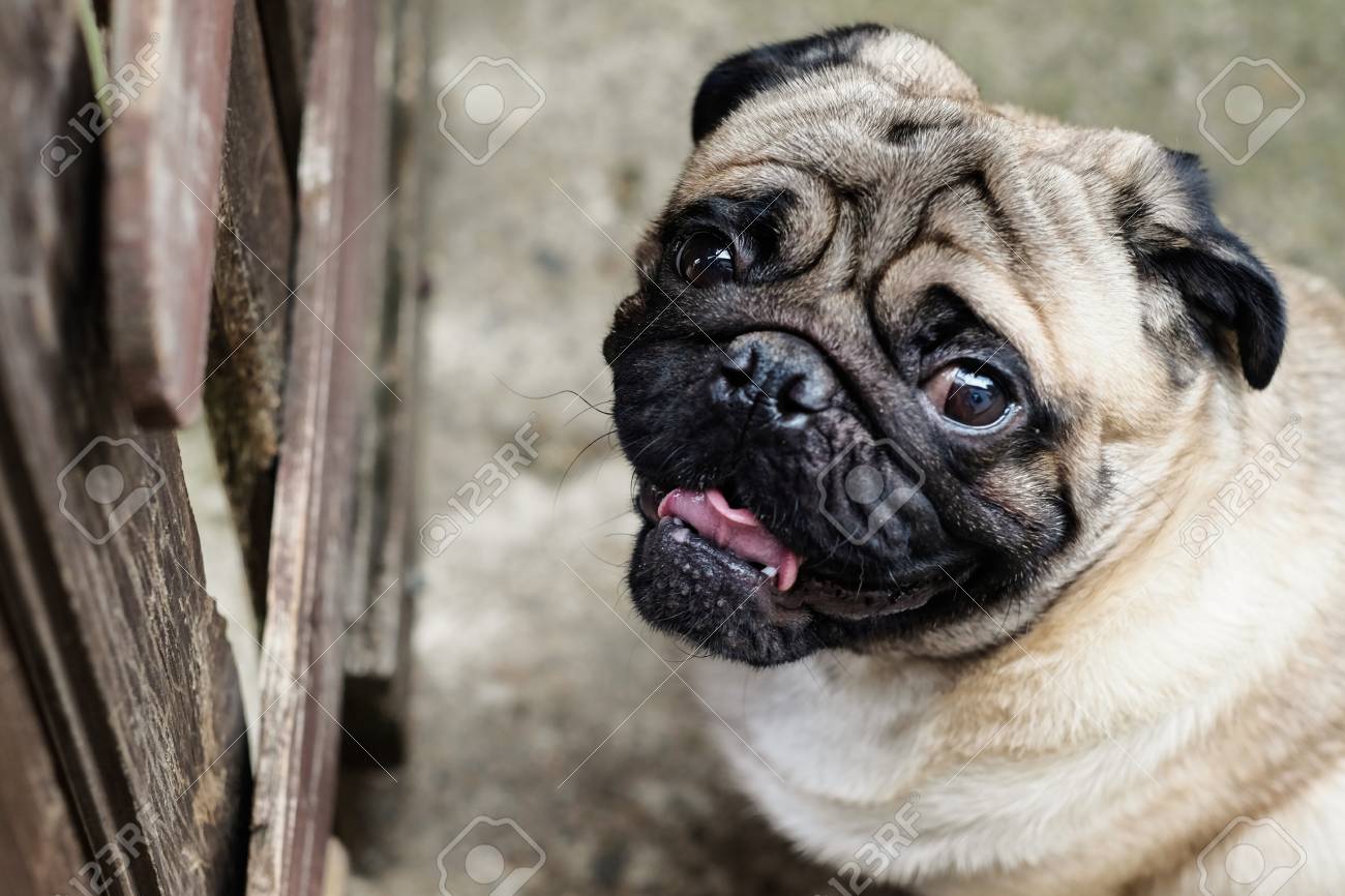 Bebe Carlin Chien Carlin Gros Plan Visage D Un Carlin Tres Mignon Banque D Images Et Photos Libres De Droits Image