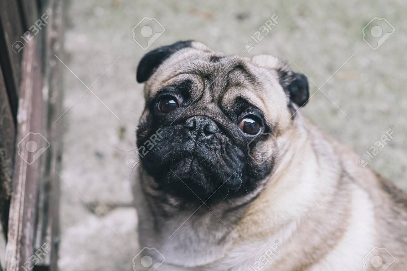 Bebe Carlin Chien Carlin Gros Plan Visage D Un Carlin Tres Mignon Banque D Images Et Photos Libres De Droits Image