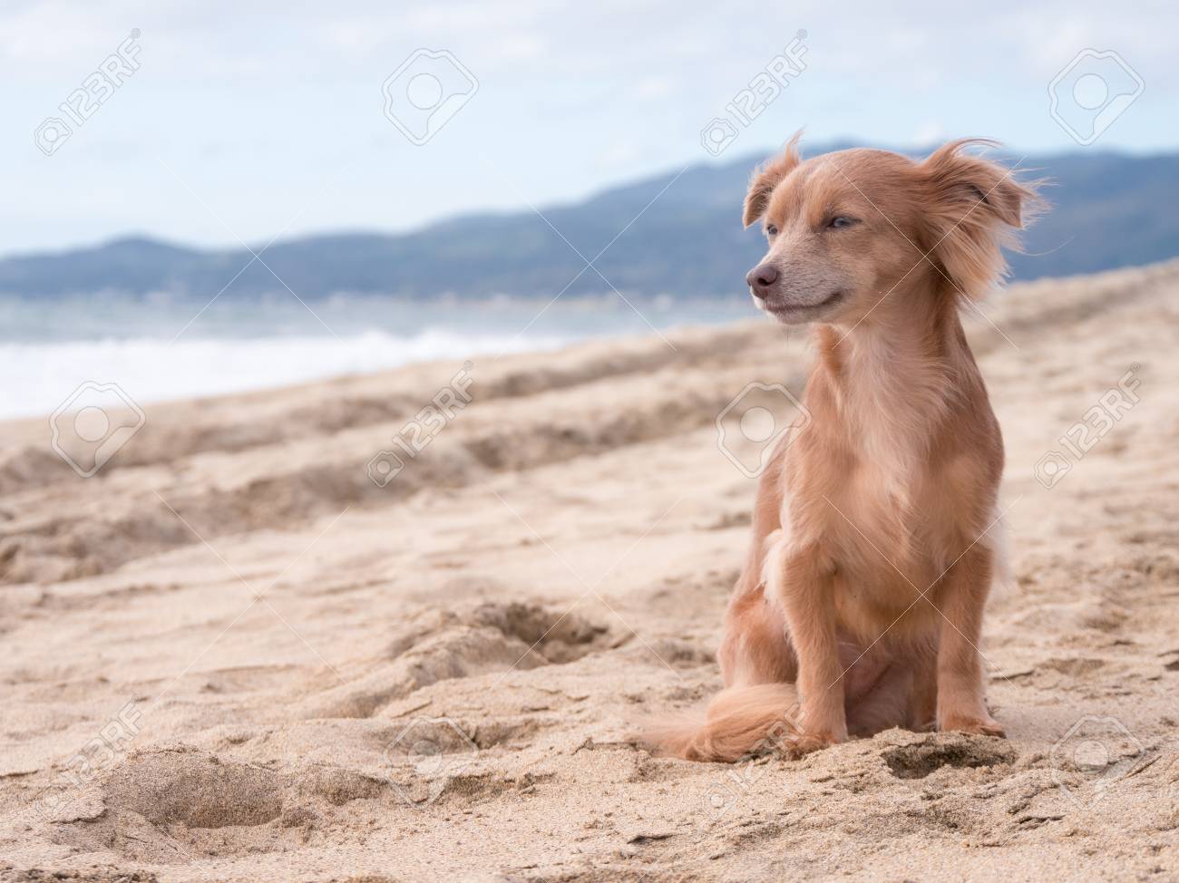 Cute dog looking at the ocean on the beach - 105459787 Cute dog looking at the ocean on the beach - 105459787