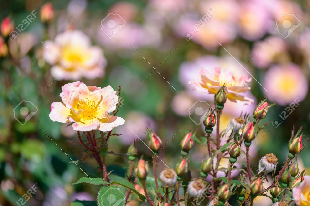 Beautiful pink and yellow roses flowers with blurred green background - 104948837 Beautiful pink and yellow roses flowers with blurred green background - 104948837