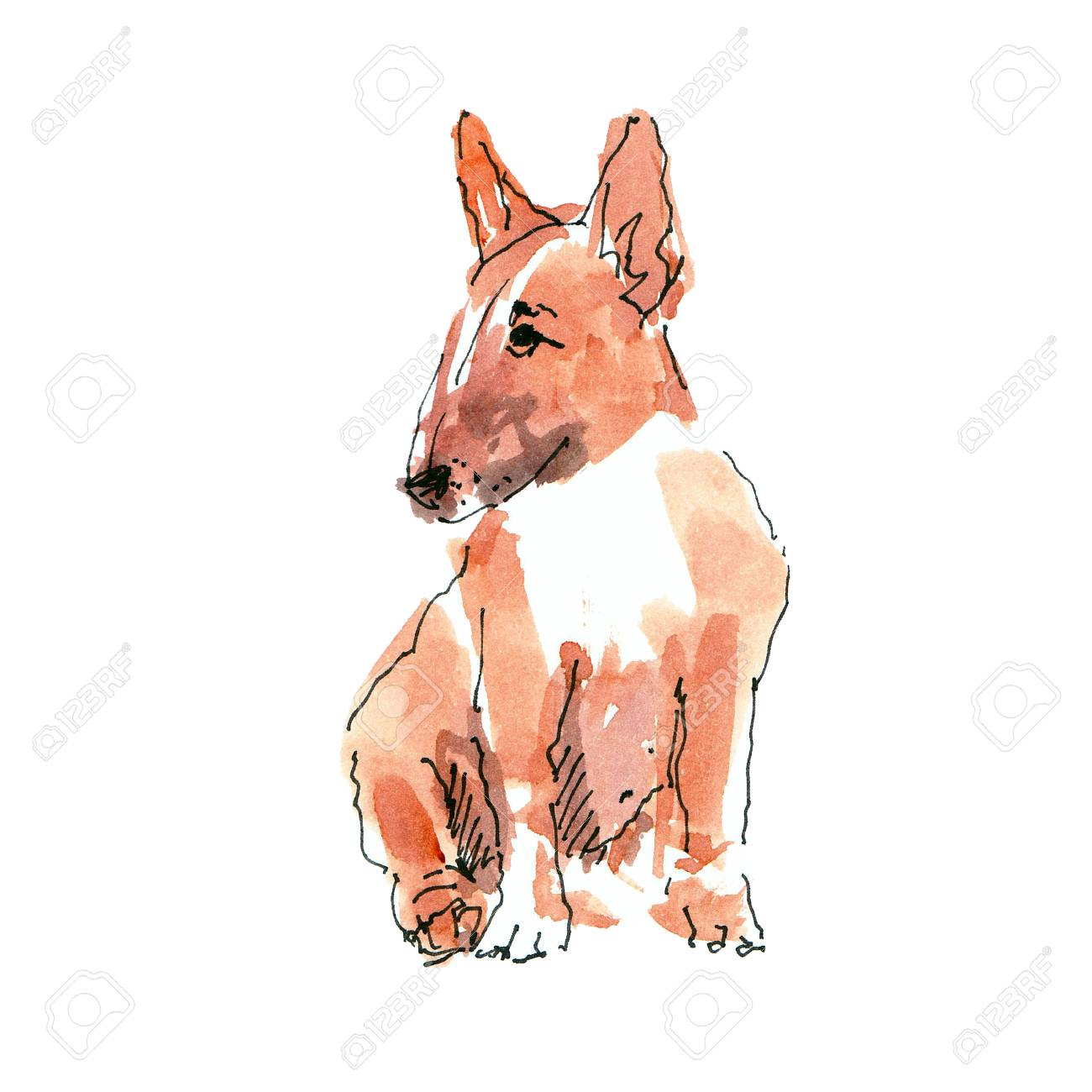 Watercolor illustration of pibull dog sketch isolated on white - 109991146 Watercolor illustration of pibull dog sketch isolated on white - 109991146