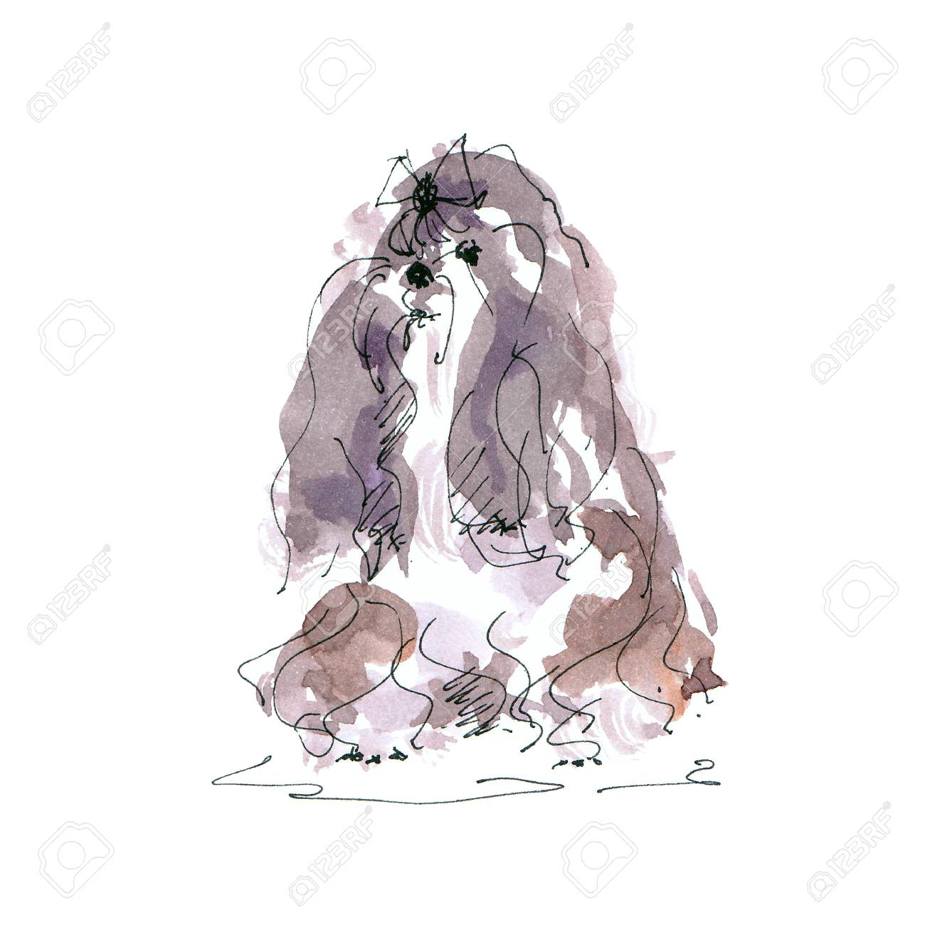 Watercolor illustration of maltese dog sketch isolated on white - 109991145 Watercolor illustration of maltese dog sketch isolated on white - 109991145