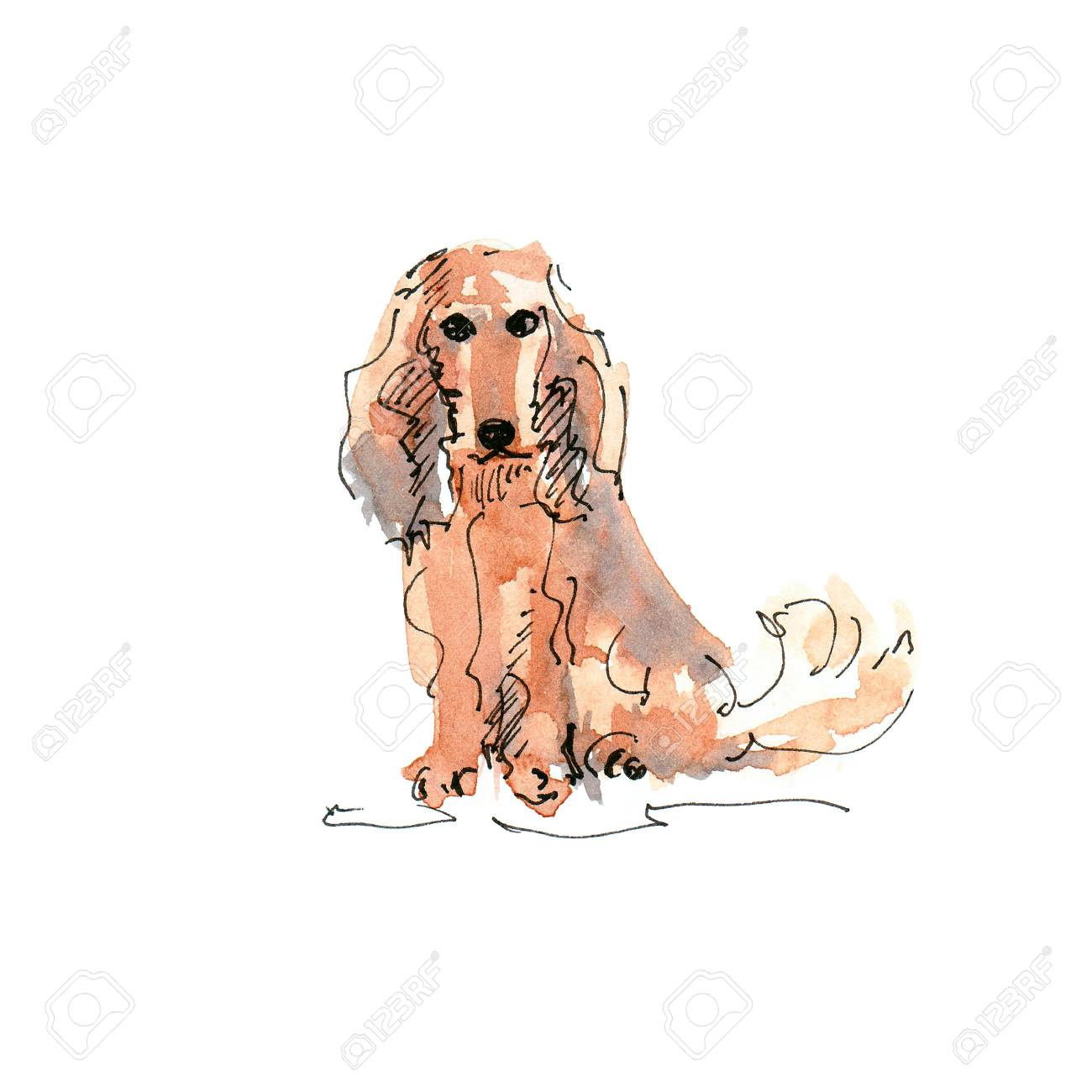 Watercolor illustration of Long-Haired Dachshund dog drawing isolated on white - 109991117 Watercolor illustration of Long-Haired Dachshund dog drawing isolated on white - 109991117