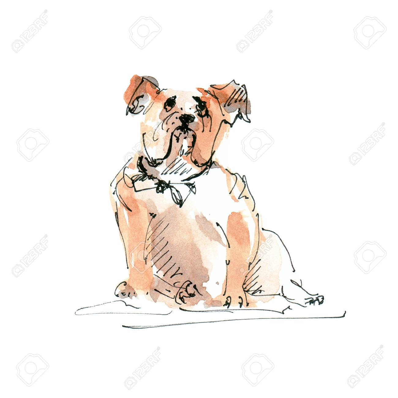 Watercolor illustration of Bulldog dog sketch isolated on white - 109991120 Watercolor illustration of Bulldog dog sketch isolated on white - 109991120