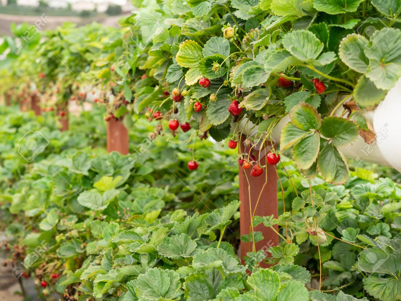 Organic strawberry growing on hydroponic farm outside - 115343934 Organic strawberry growing on hydroponic farm outside - 115343934