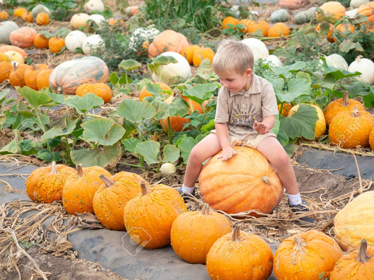 Little boy sitting on big pumpkin on farm patch - 115343659 Little boy sitting on big pumpkin on farm patch - 115343659
