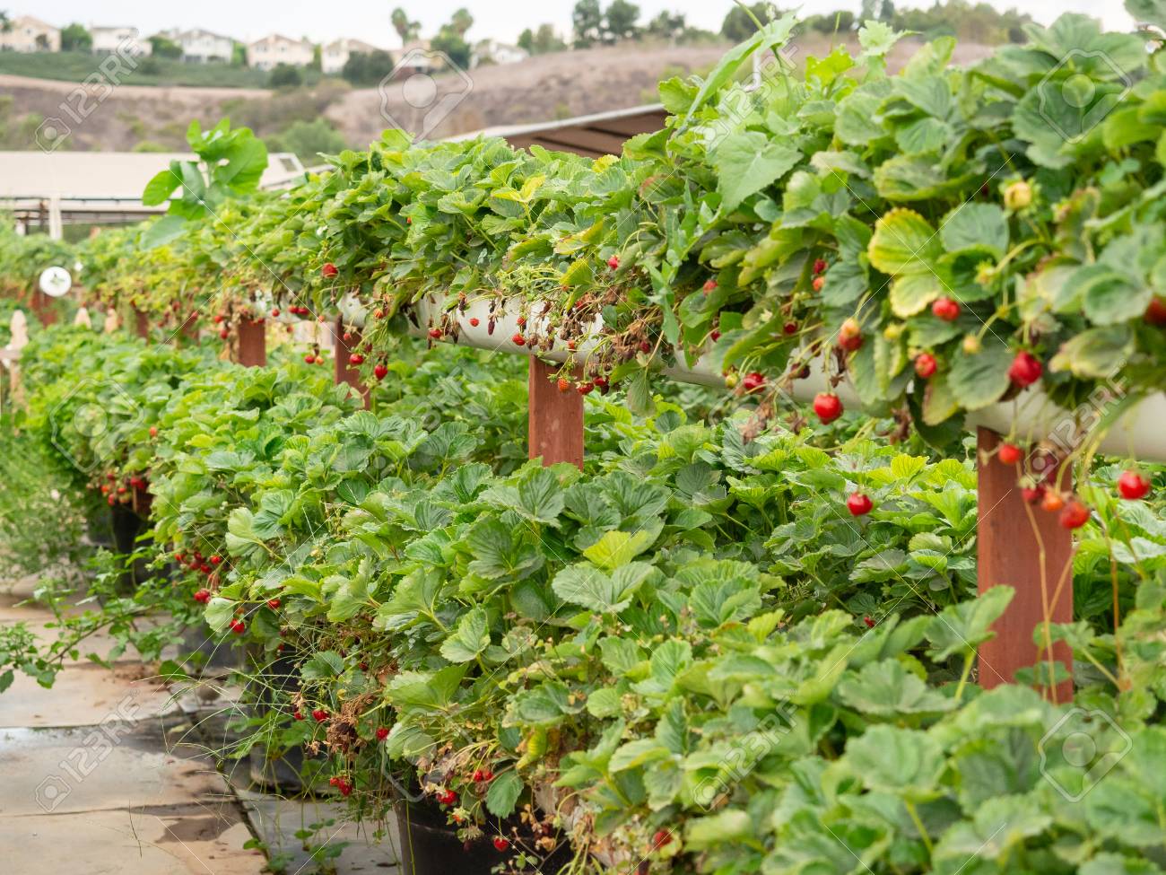 Organic strawberry growing on hydroponic farm outside - 115343667 Organic strawberry growing on hydroponic farm outside - 115343667