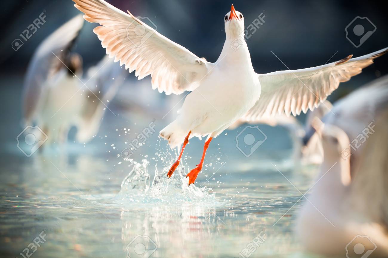 etiam-dictum-ipsum-a-felis