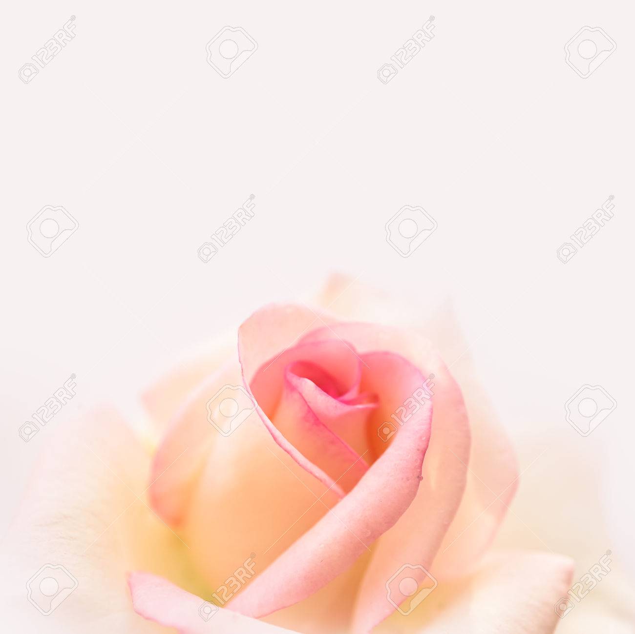 Light Pink Rose Flower In Vintage Color Style On Mulberry Paper Stock Photo Picture And Royalty Free Image Image