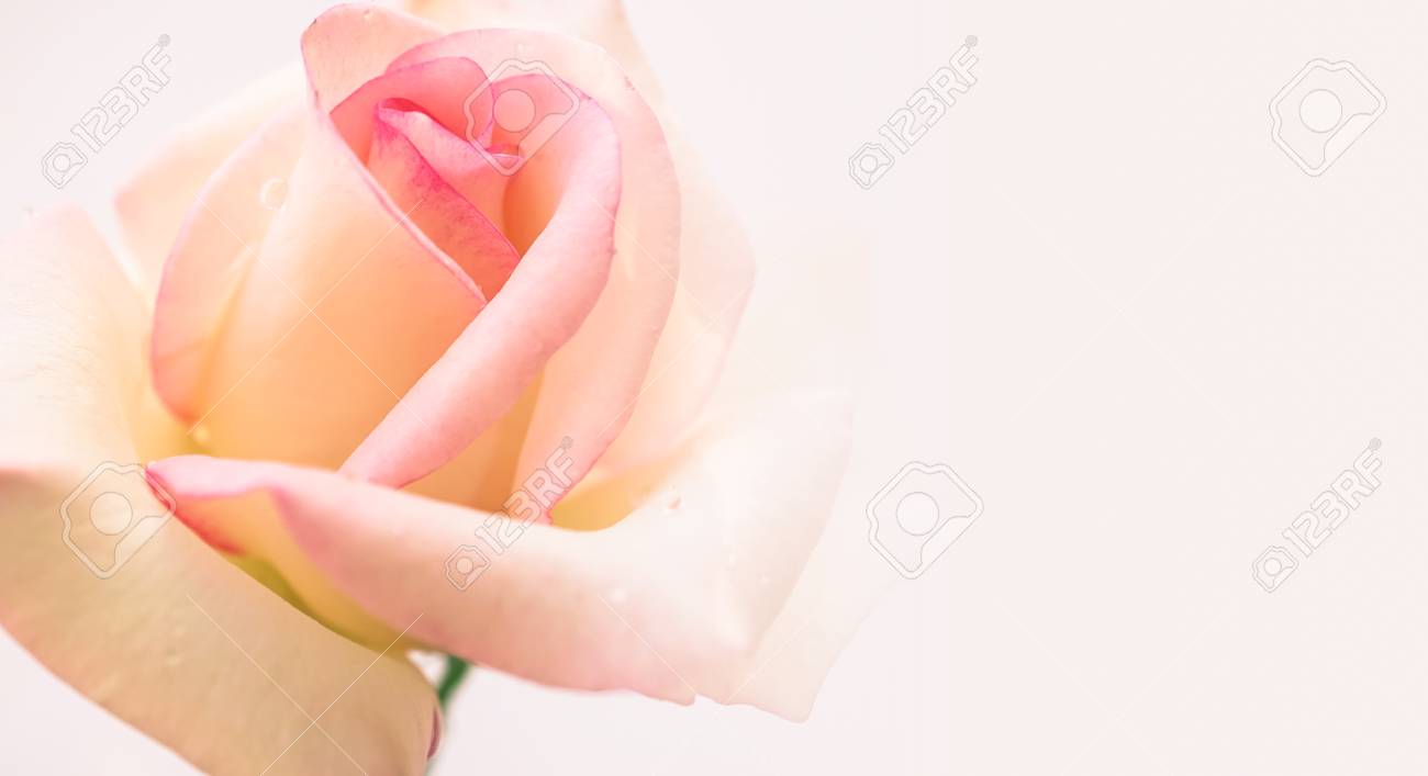 Light Pink Rose Flower In Vintage Color Style On Mulberry Paper Stock Photo Picture And Royalty Free Image Image 58887724