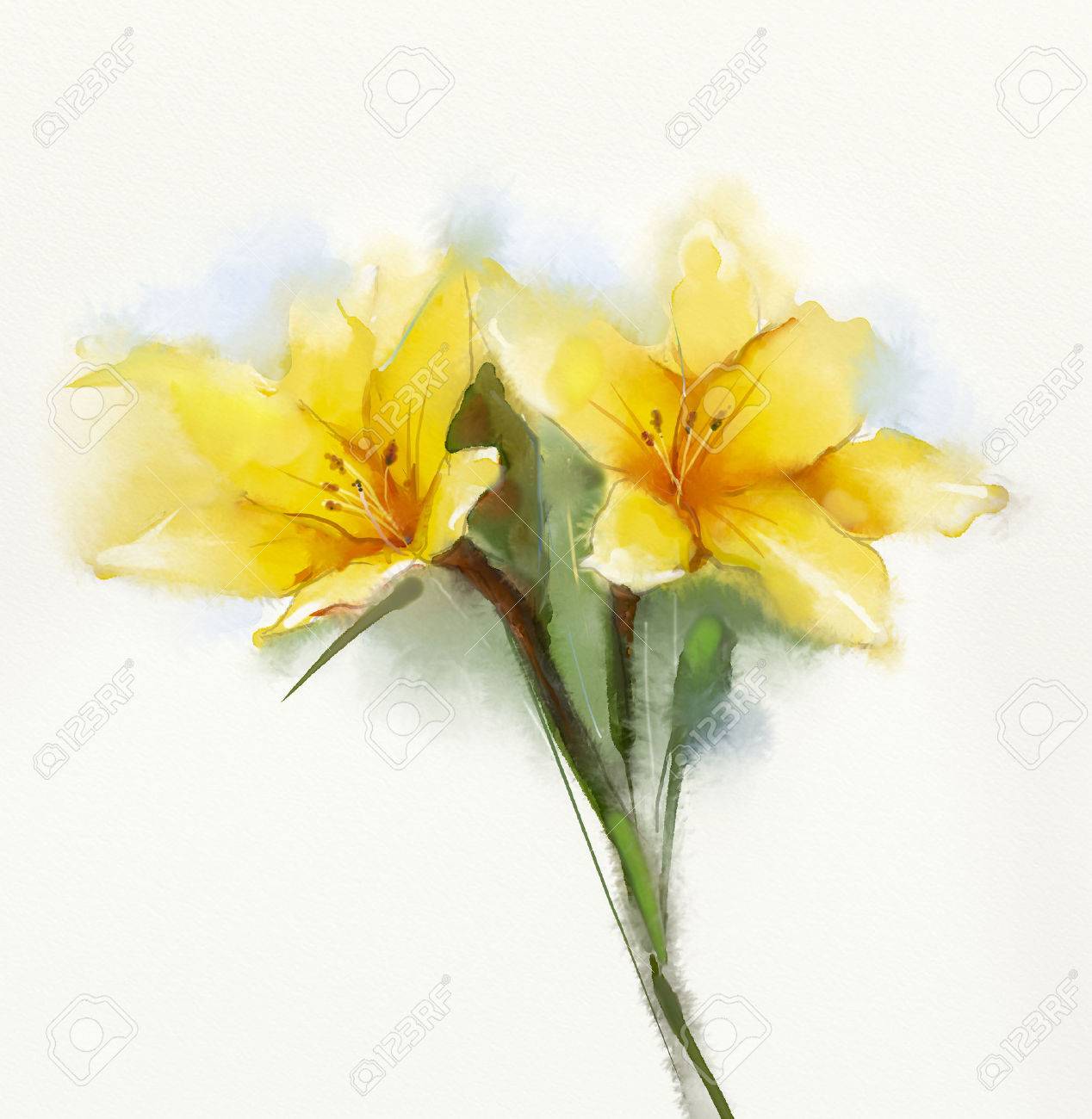 水彩画の黄色いユリの花。柔らかい色と白い背景にぼやけスタイル