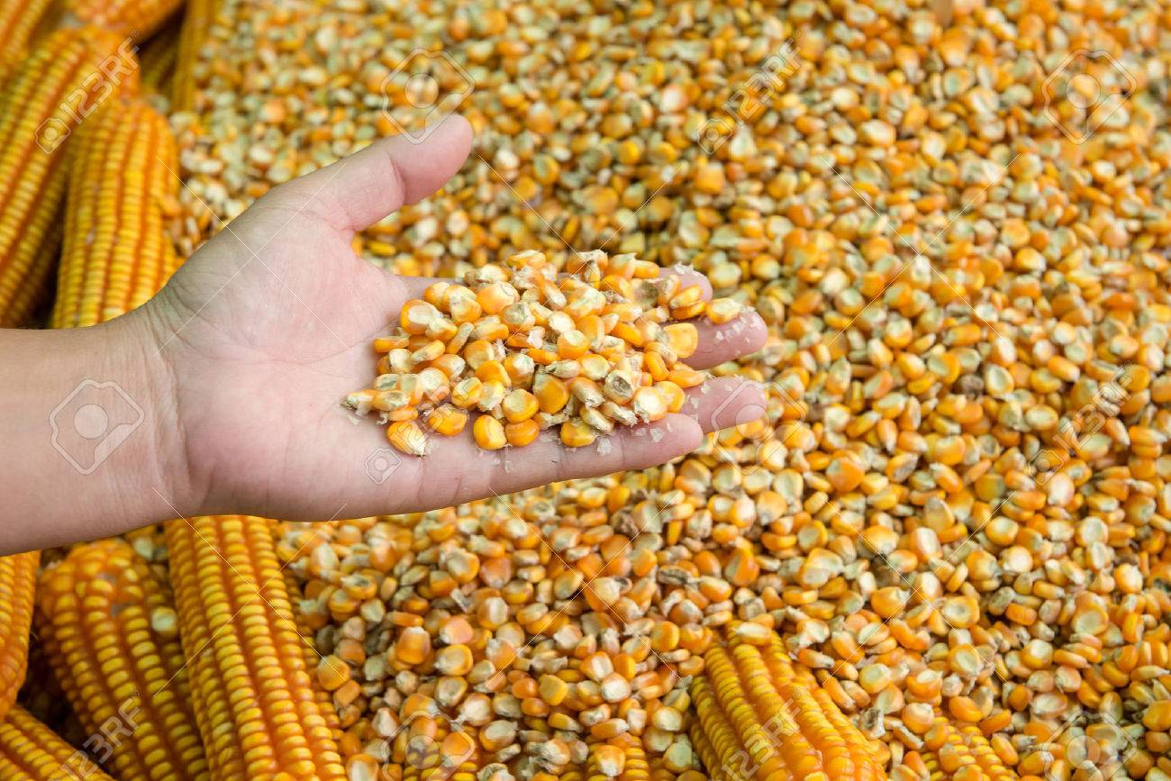 форма семени кукурузы. форма зерна кукурузы. семена попкорна. форма семян кукурузы.