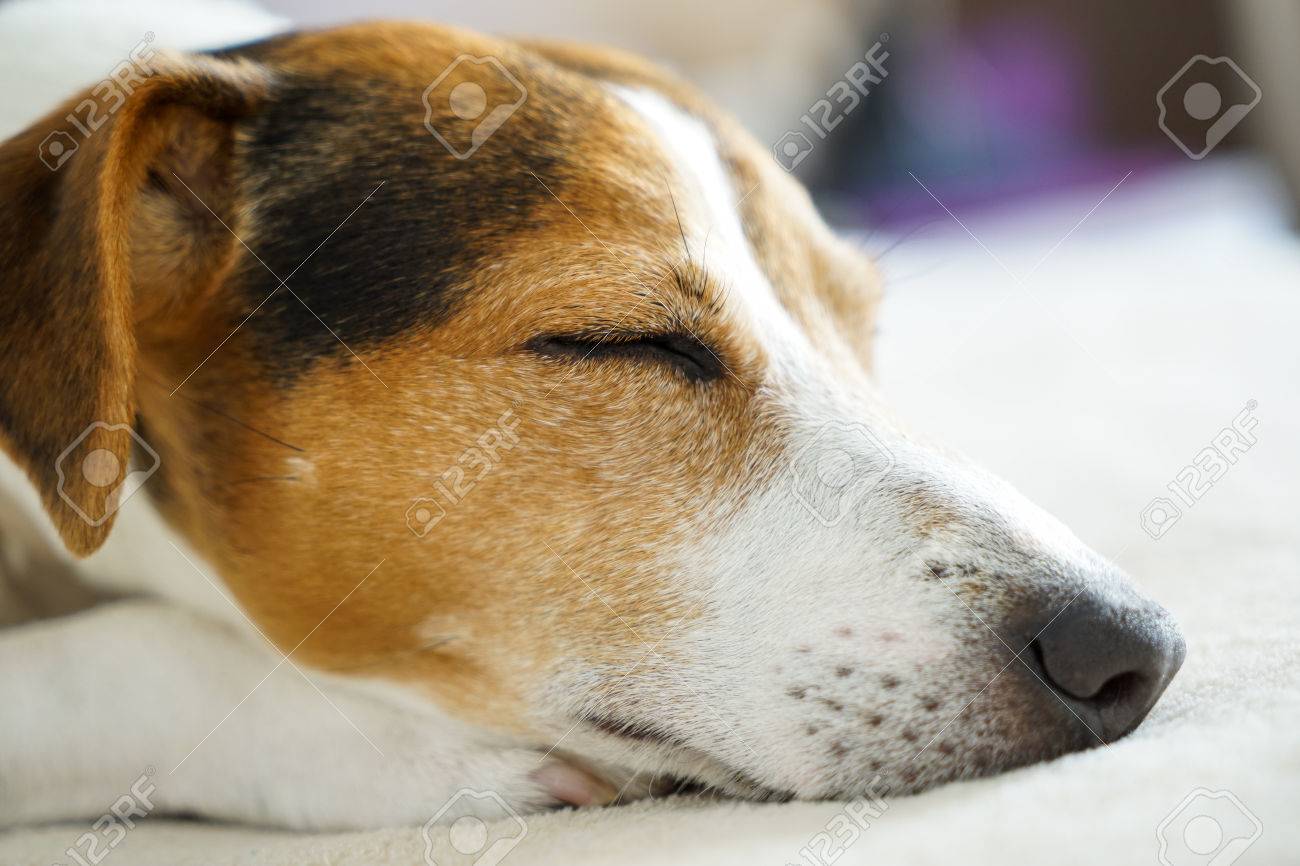 dog muzzle for jack russell