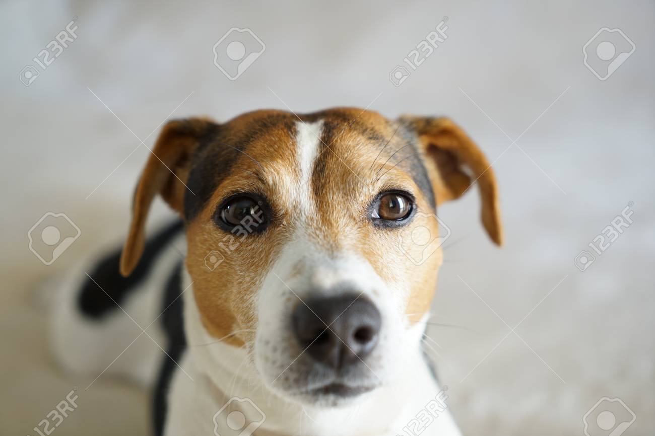 dog muzzle for jack russell