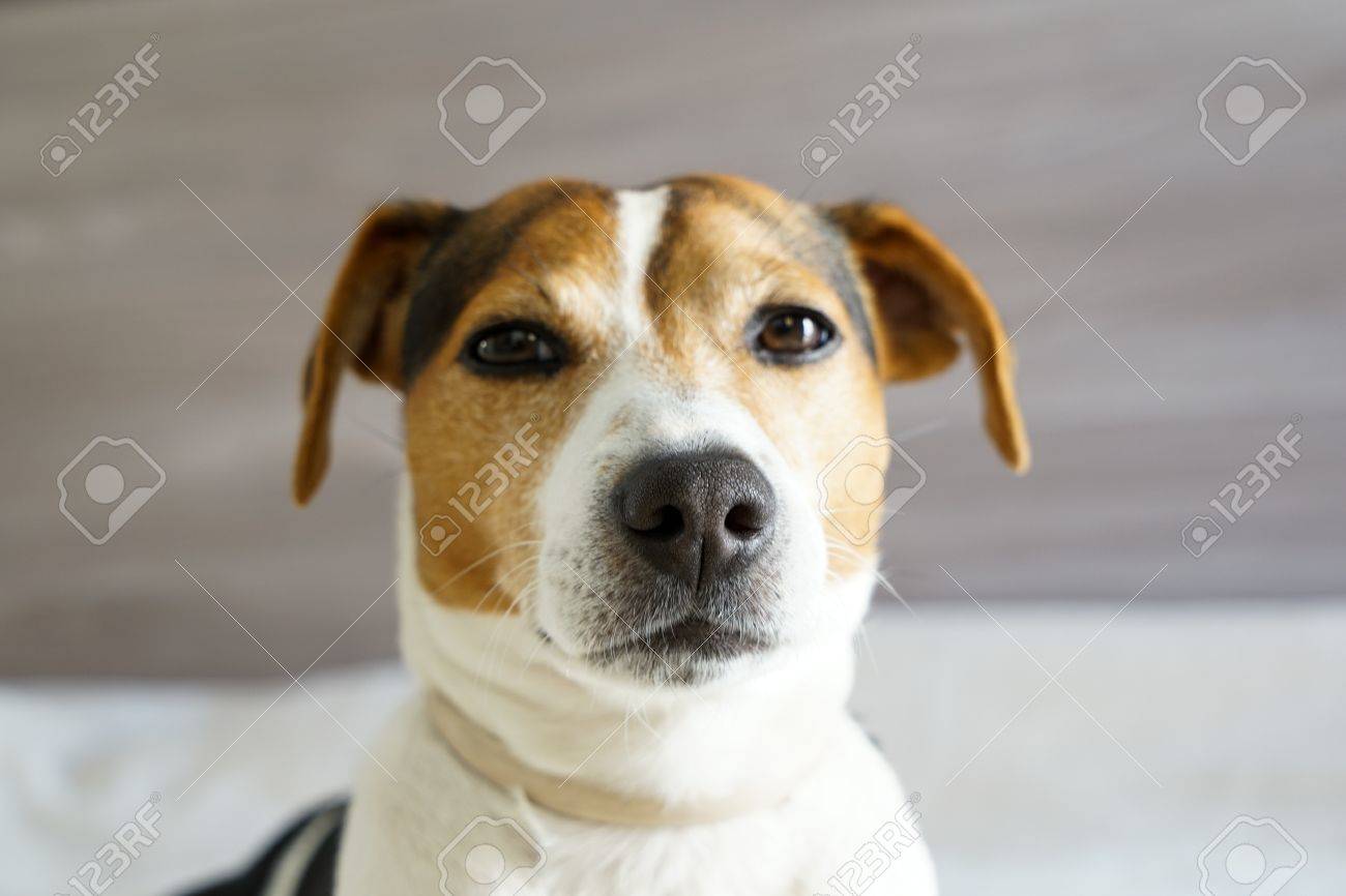jack russell muzzle