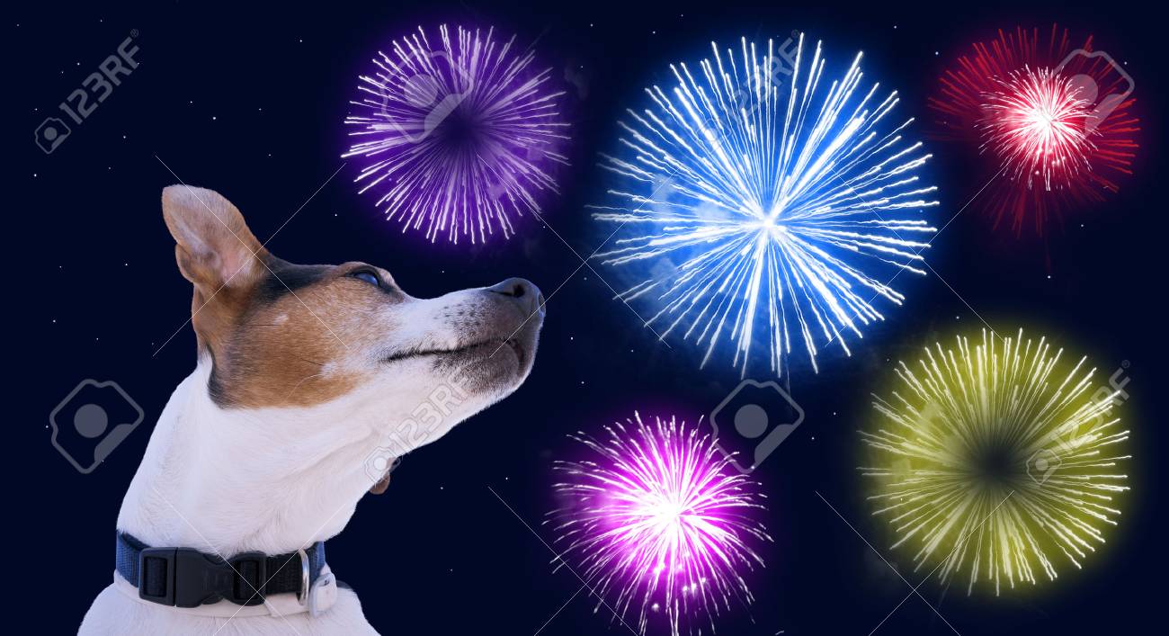 色付きの花火で空に対する犬の銃口ジャックラッセルテリア 花火コンセプト時のペットの安全 の写真素材 画像素材 Image