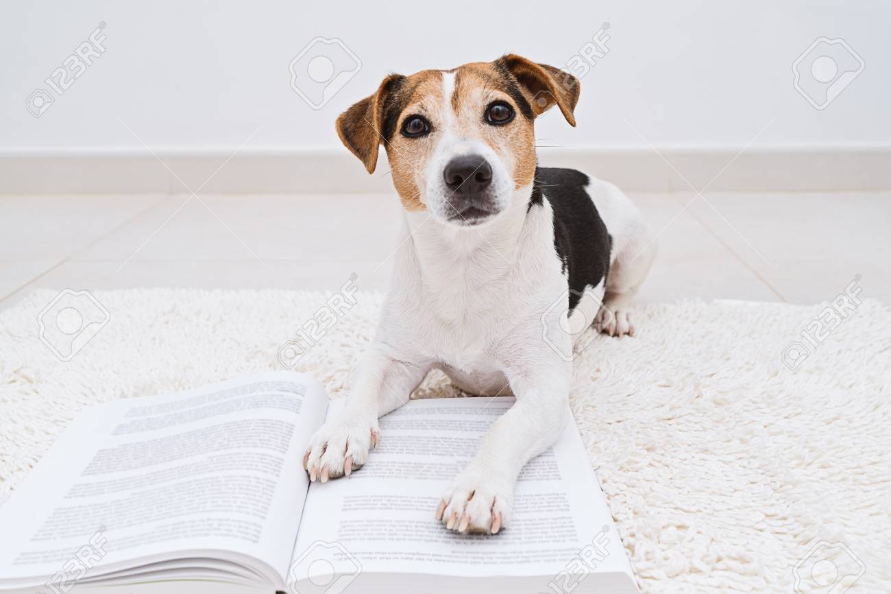 jack russell terrier smart