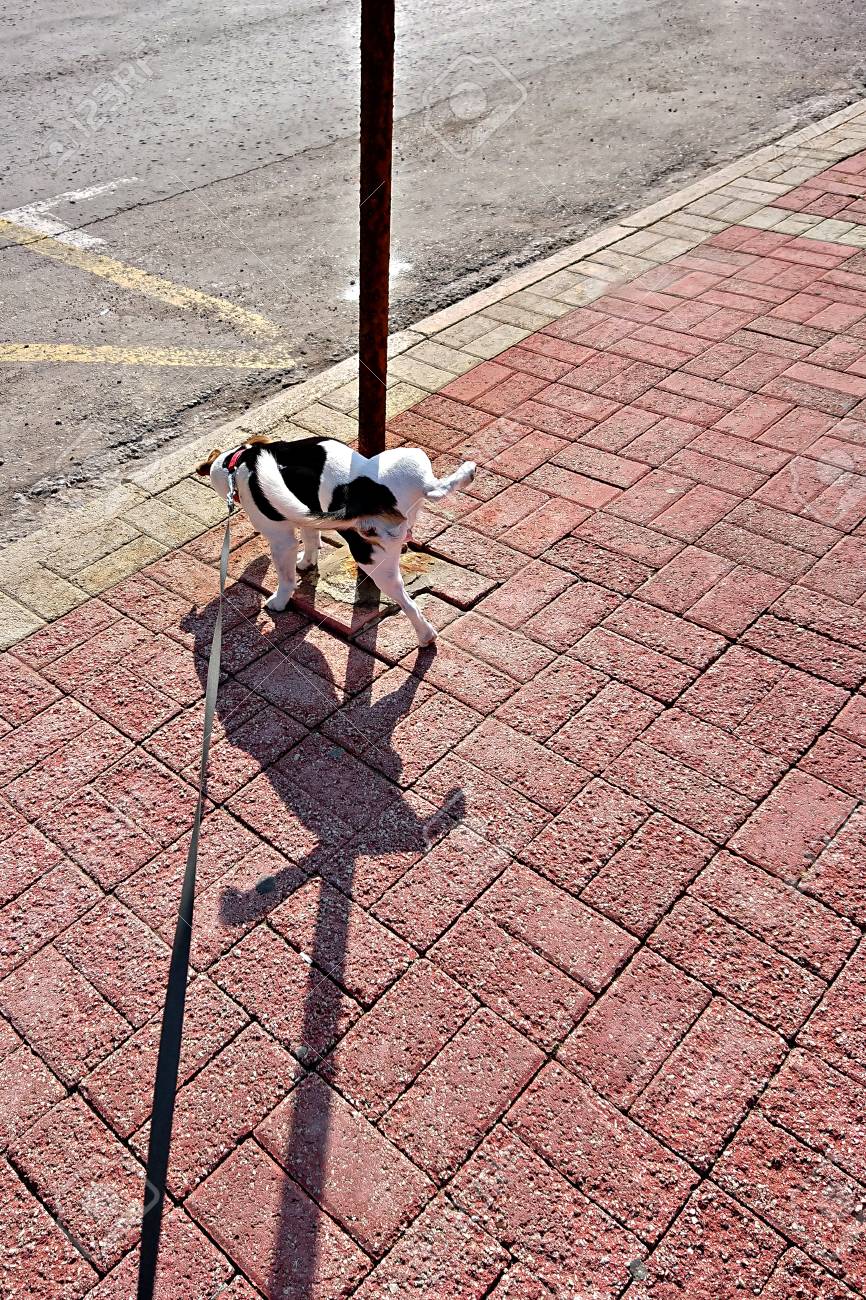 dog pole leash