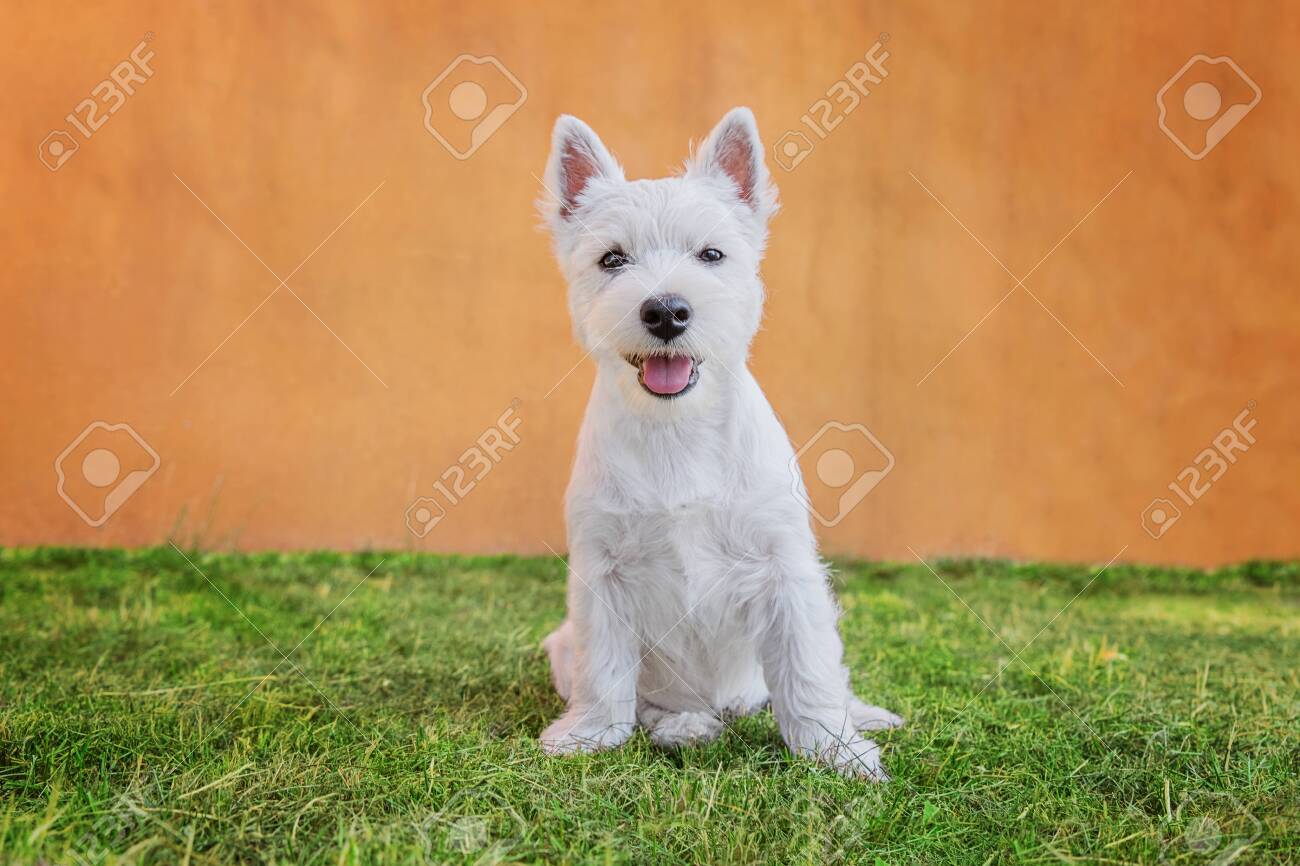 Portrait Of Sitting In Grass Cute Puppy Of West Highland White Stock Photo Picture And Royalty Free Image Image