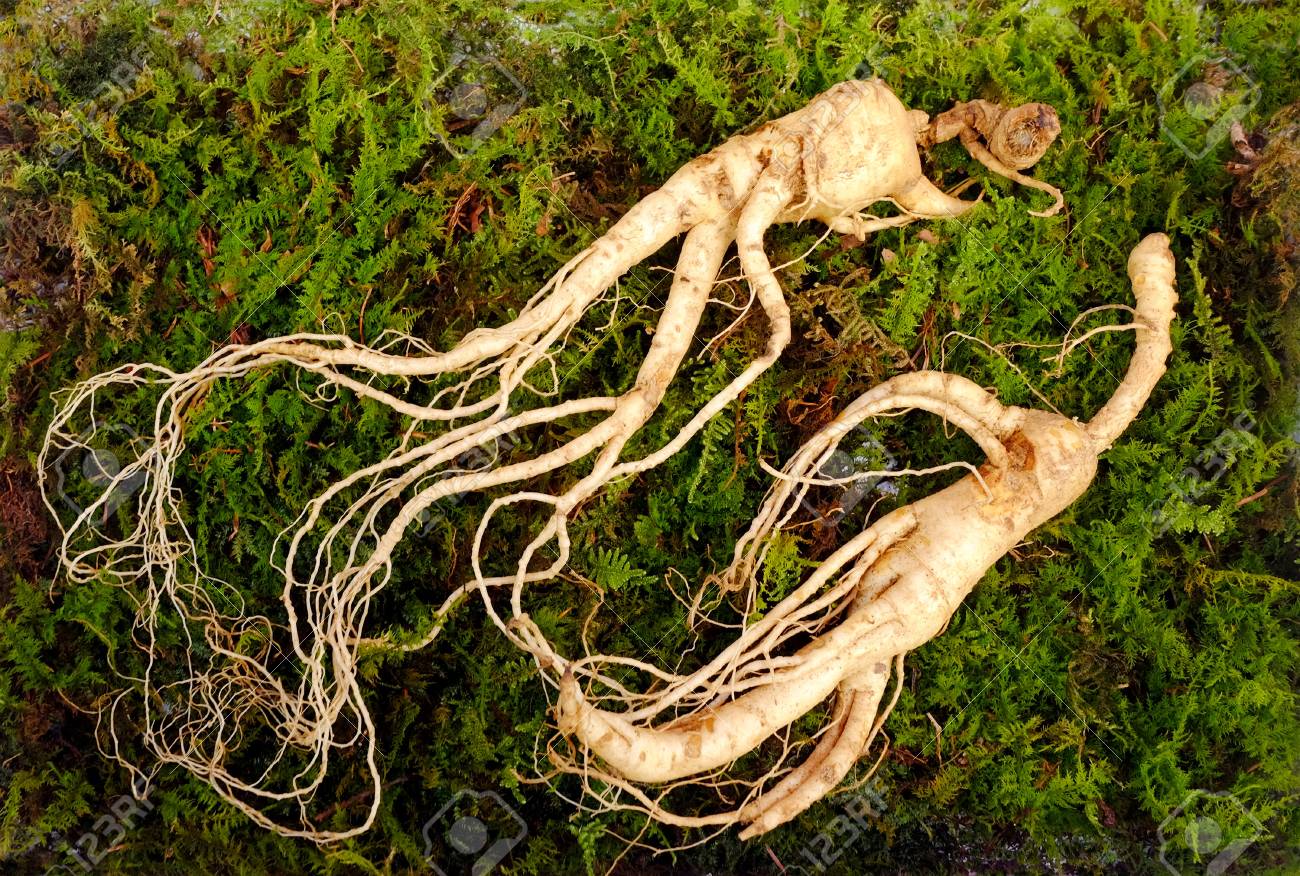 Wild Korean ginseng root. Wild ginseng can be processed to be red or white ginseng. Ginseng has been used in traditional medicine. - 99001293 Wild Korean ginseng root. Wild ginseng can be processed to be red or white ginseng. Ginseng has been used in traditional medicine. - 99001293