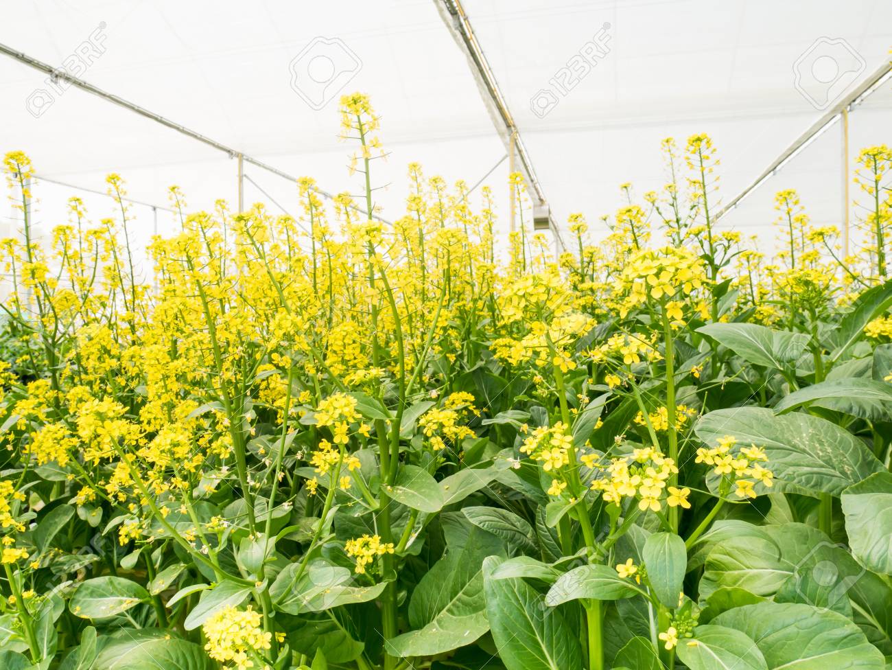黄色の花とレタスの温室で野菜水耕栽培システム の写真素材 画像素材 Image