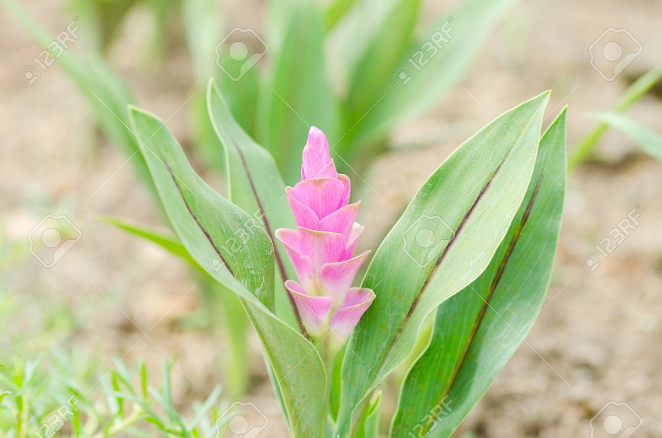 ピンクのクルクマの花 クルクマ アリスマティフォリア 梅雨の季節で人気のタイの花 の写真素材 画像素材 Image