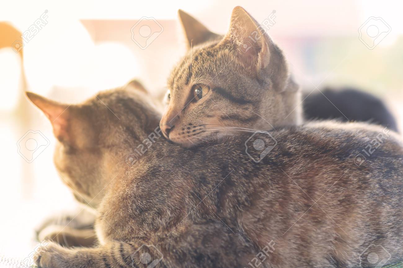 Two cats are sitting together