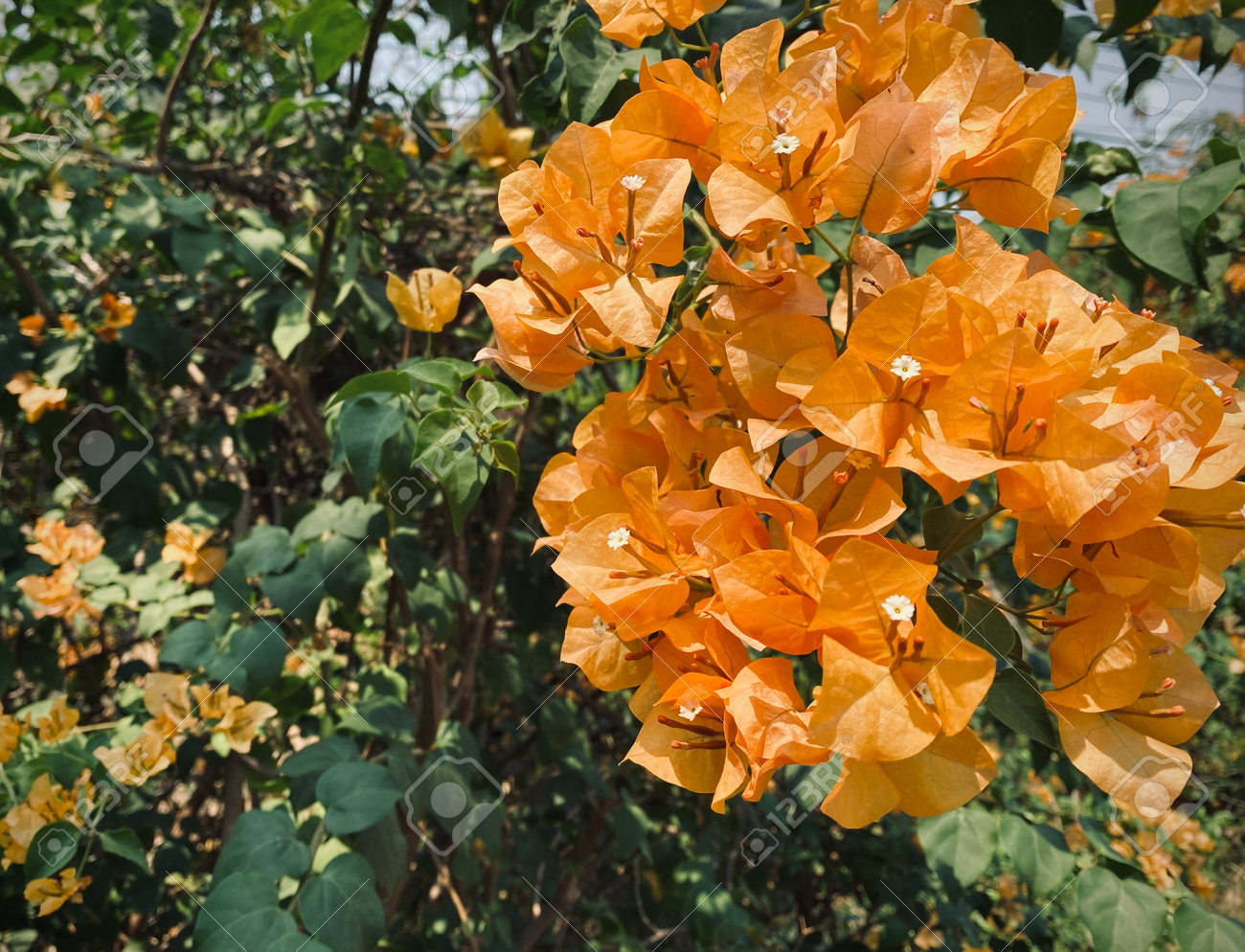 オレンジ色のブーゲンビリア、ブーゲンビリアの花、オレンジ色の