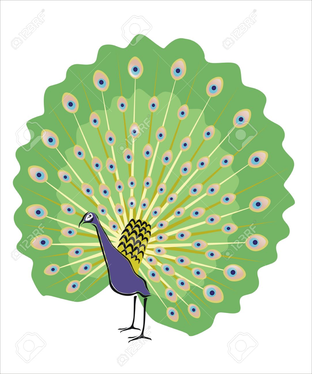 かなり孔雀の図面のイラスト素材 ベクタ Image