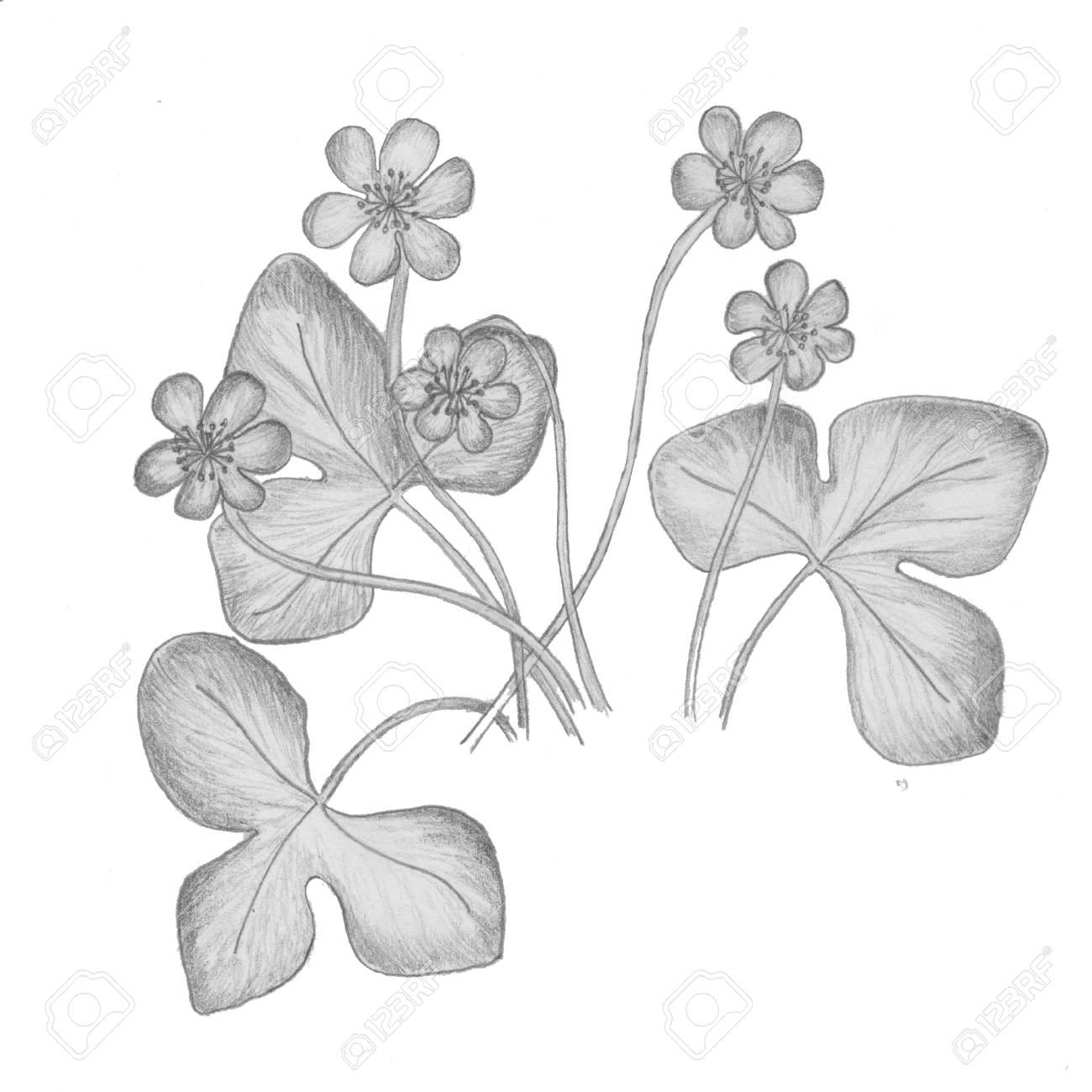 Botanical Dessin à La Main Illustration Fleurs